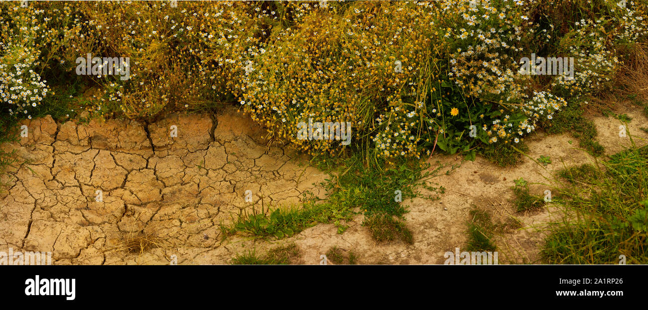 Panoramische Umweltlandschaft von zerbrochener Erde und Gänseblümchen, Kent, England, Großbritannien, Europa Stockfoto