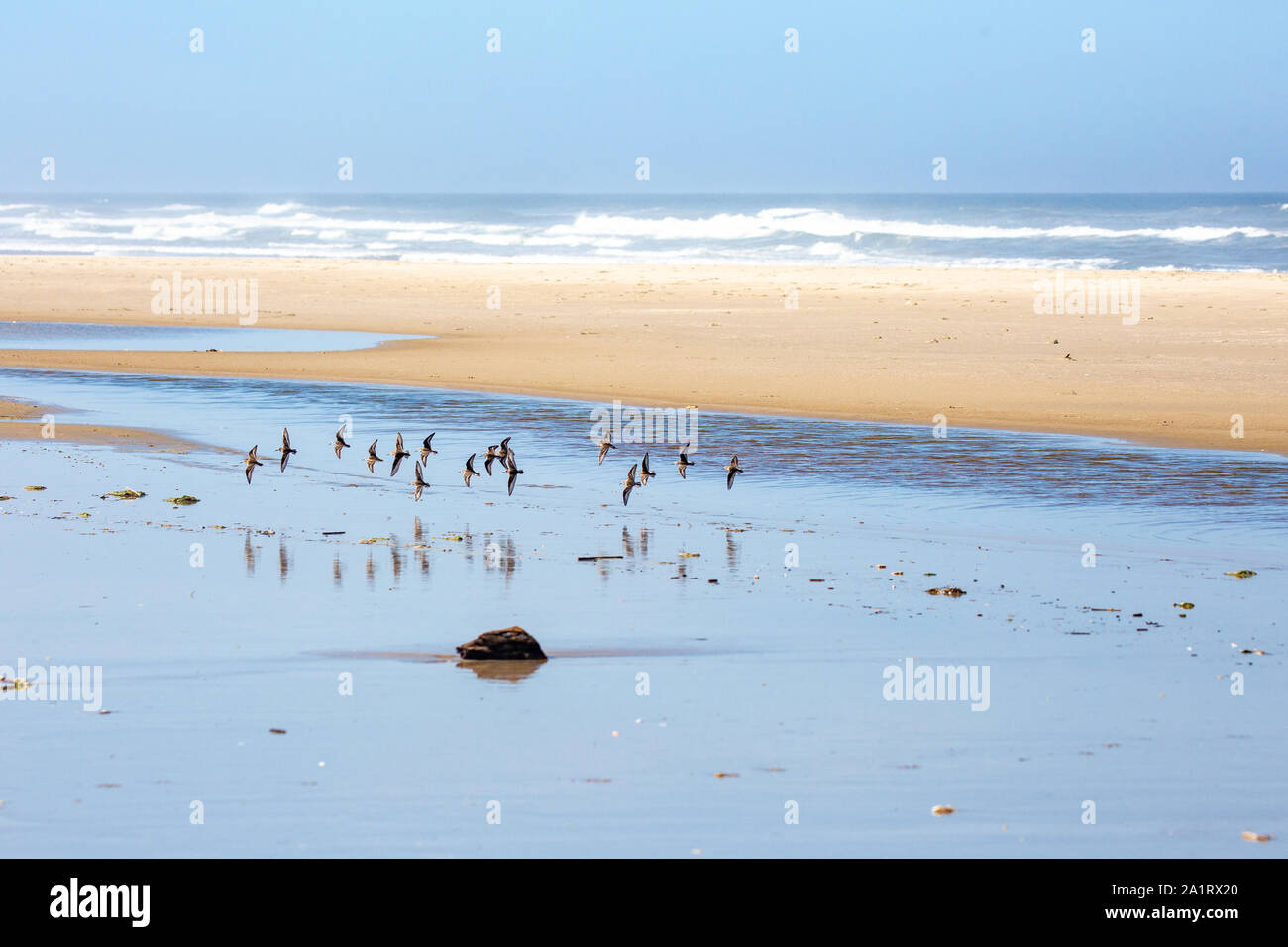 Semipalmated Sandpiper (calidris Pusilla) ist aus dem Pazifischen Ozean auf der Oregon Küste Stockfoto