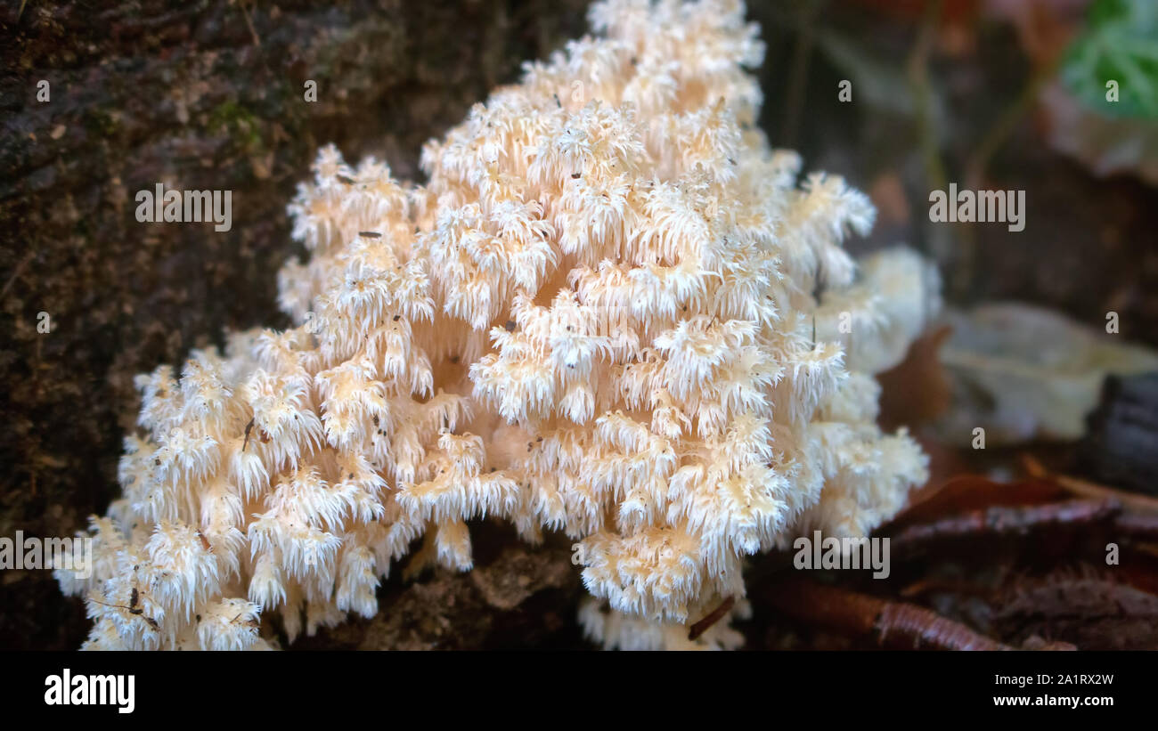 Hedgehog Pilz (herнcium Coralloнdes) in trockenen subtropischen Wald von nördlichen Schwarzmeerraum (krimberge). Frucht Körper von Pilz gleicht Bran Stockfoto