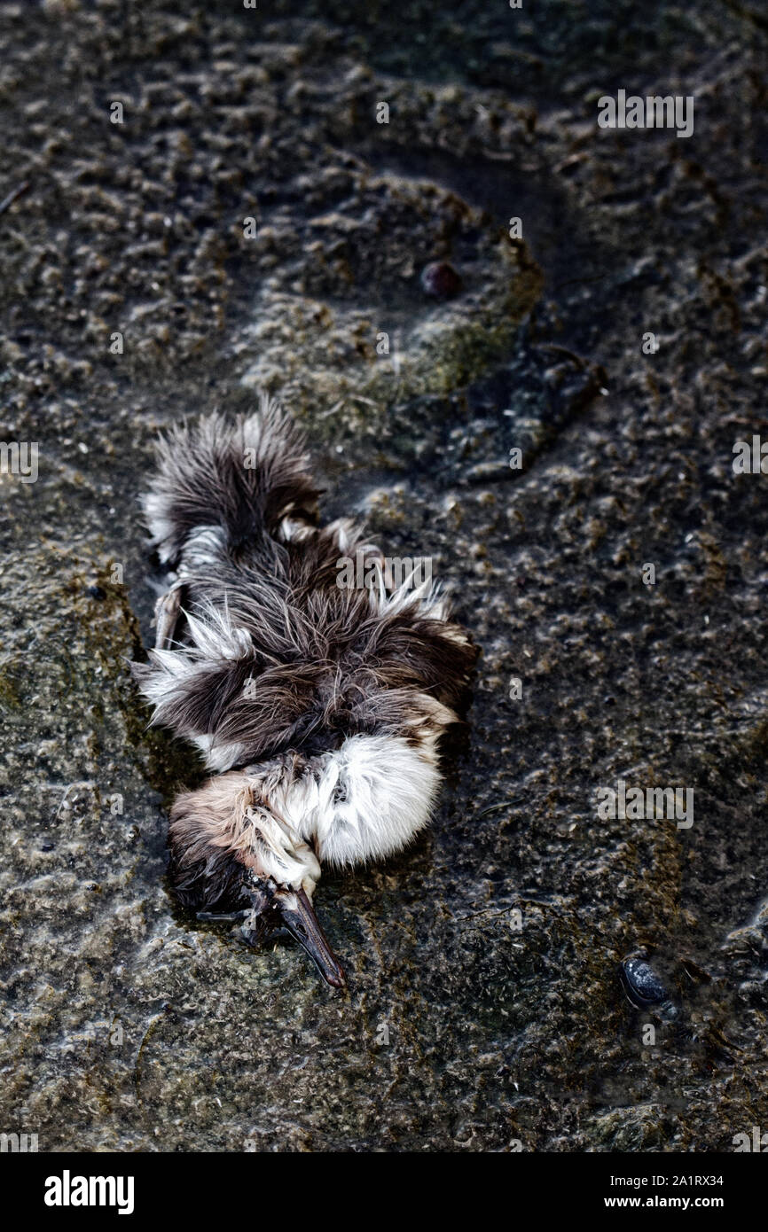 Die entlein, verloren Birdy merganser Enten. Vielleicht Küken gestorben, weil der Wasserverschmutzung, Vergiftung von Tieren Stockfoto