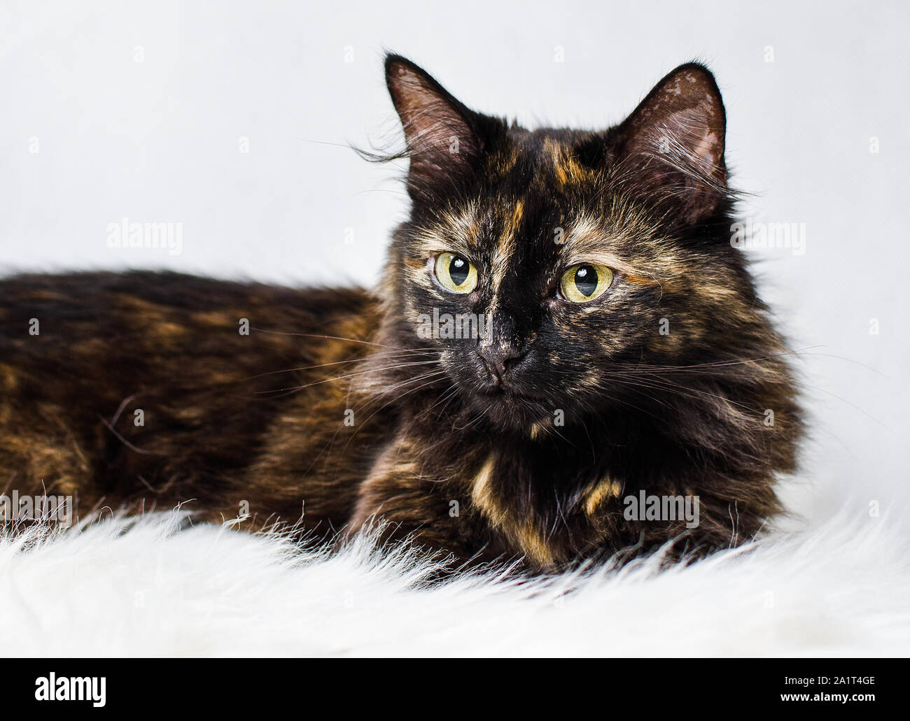 Schildpatt Katze liegend auf weissem Kunstfell mit weißem Hintergrund  Stockfotografie - Alamy