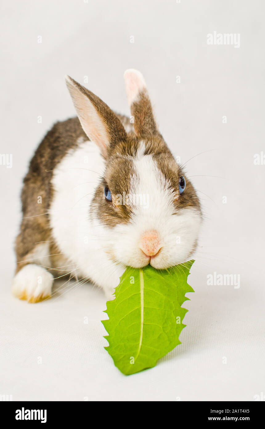 Grauen und Weißen Zwerg Kaninchen mit blauen Augen grün Essen sappy Löwenzahnblatt auf weißem Hintergrund Stockfoto