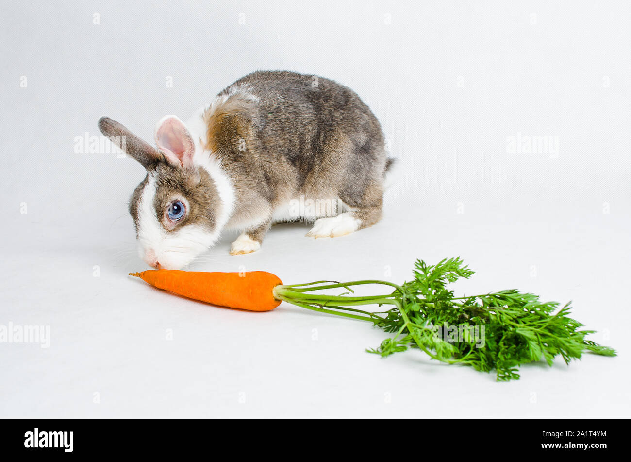 Zwerg Kaninchen essen orange Karotte auf hellen Hintergrund Stockfoto
