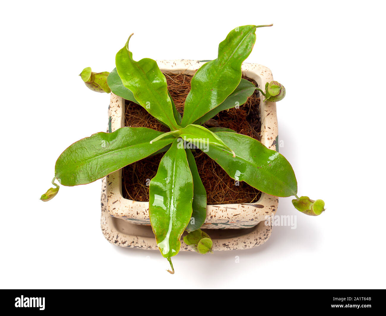 Tropische Schlauchpflanzen, eine Art fleischfressende Pflanze. Stockfoto