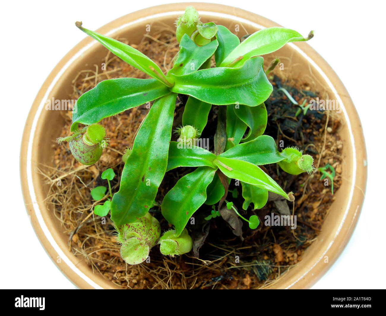 Tropische Schlauchpflanzen, eine Art fleischfressende Pflanze. Stockfoto