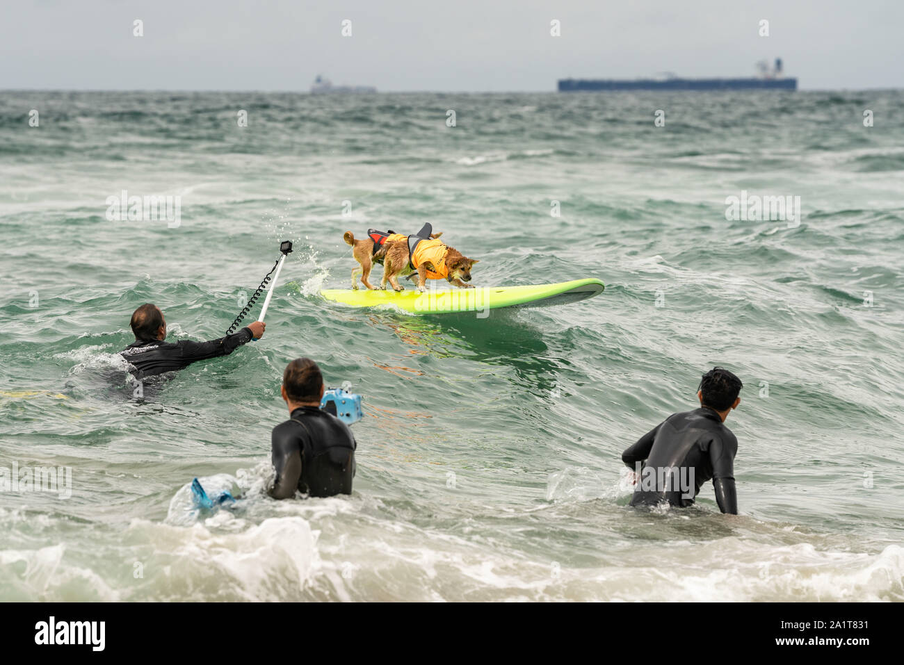 Huntington Beach, CA, USA. 28. September 2019. Banzai und Hiro Fahrt eine Welle zusammen. Credit: Ben Nichols/Alamy leben Nachrichten Stockfoto