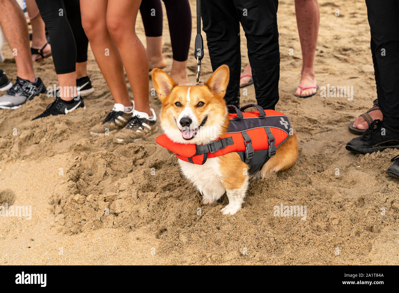 Huntington Beach, CA, USA. 28. September 2019. Eine lokale corgi an Hand der Brandung Hunde zu beobachten. Credit: Ben Nichols/Alamy leben Nachrichten Stockfoto