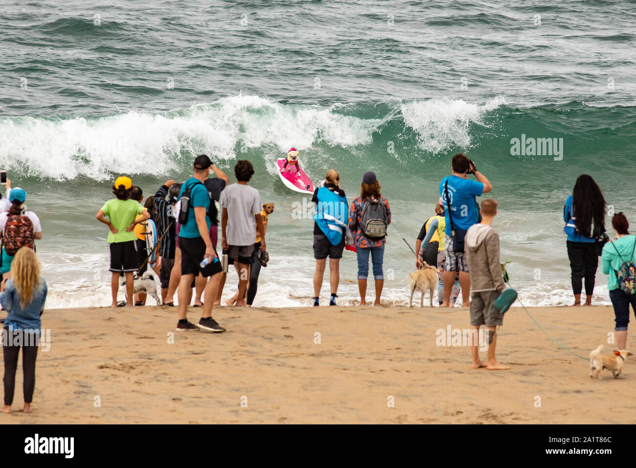 Huntington Beach, CA, USA. 28. September 2019. Gidget der Mops auf den Wellen. Credit: Ben Nichols/Alamy leben Nachrichten Stockfoto