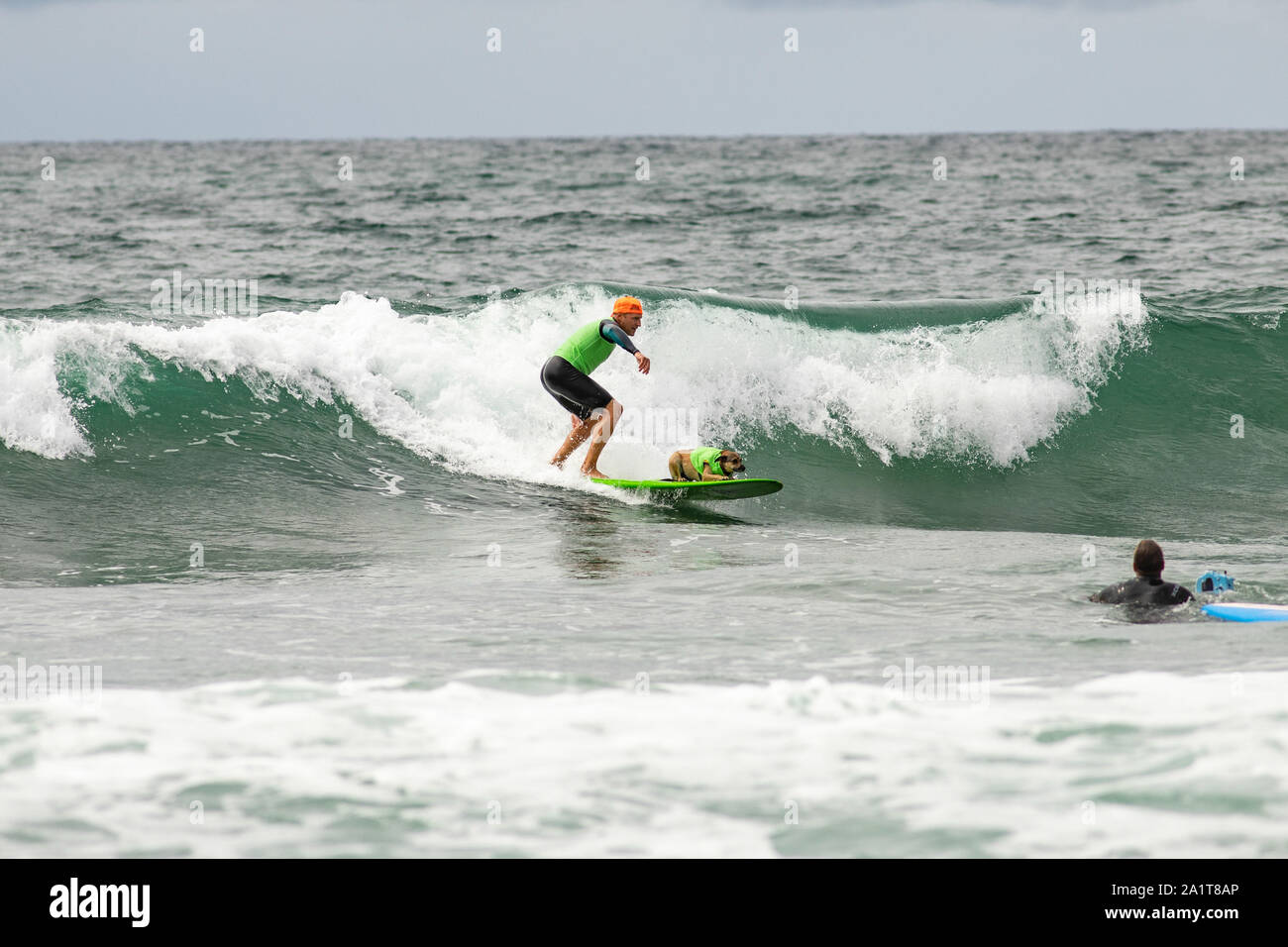 Huntington Beach, CA, USA. 28. September 2019. Bandit Fahrten mit Inhaber Dr. V. Credit: Ben Nichols/Alamy leben Nachrichten Stockfoto