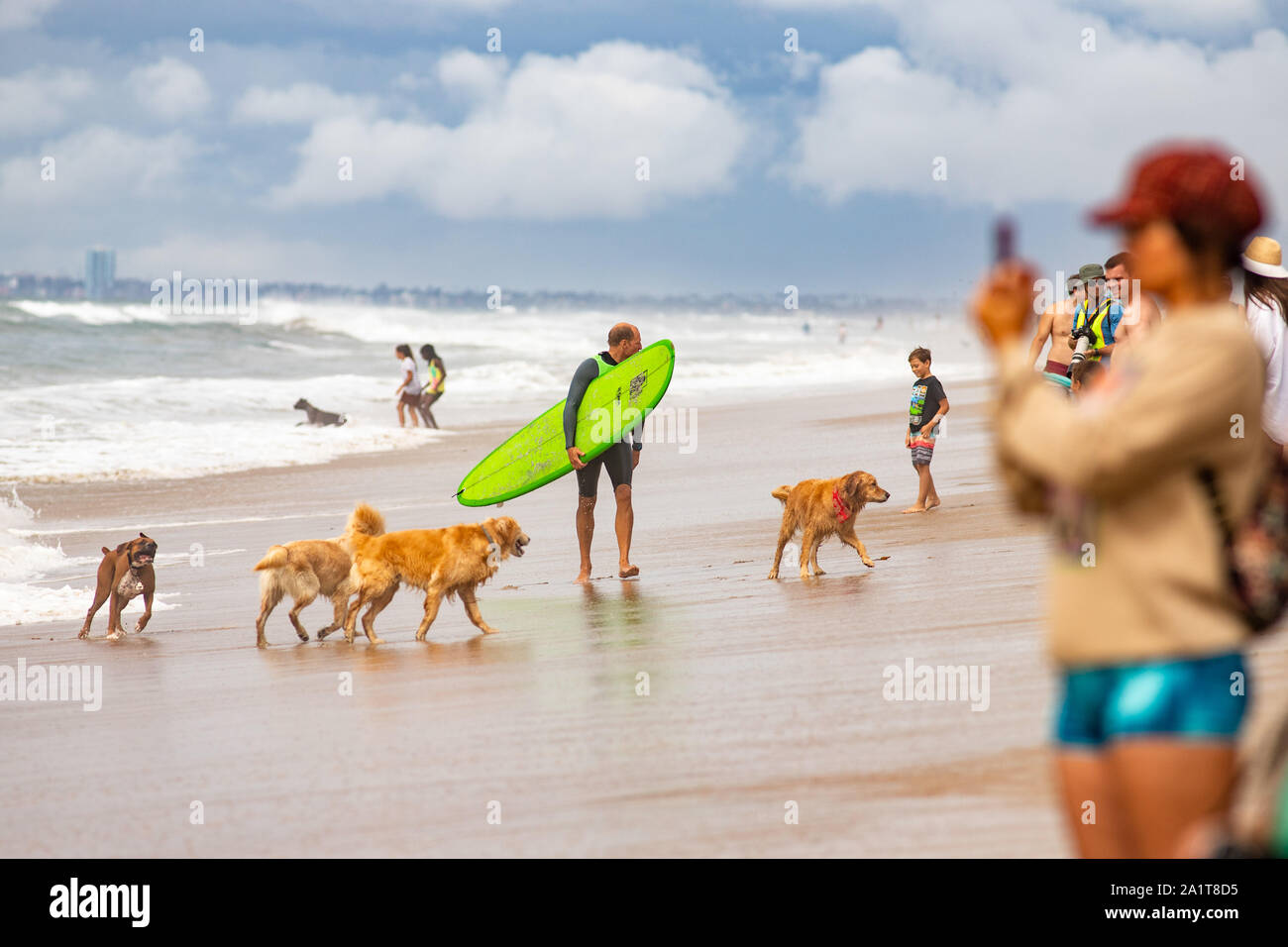 Huntington Beach, CA, USA. 28. September 2019. Eine Gruppe von Hunden spielen im Surf Hund Hund Wettbewerb in Huntington Beach. Credit: Ben Nichols/Alamy leben Nachrichten Stockfoto
