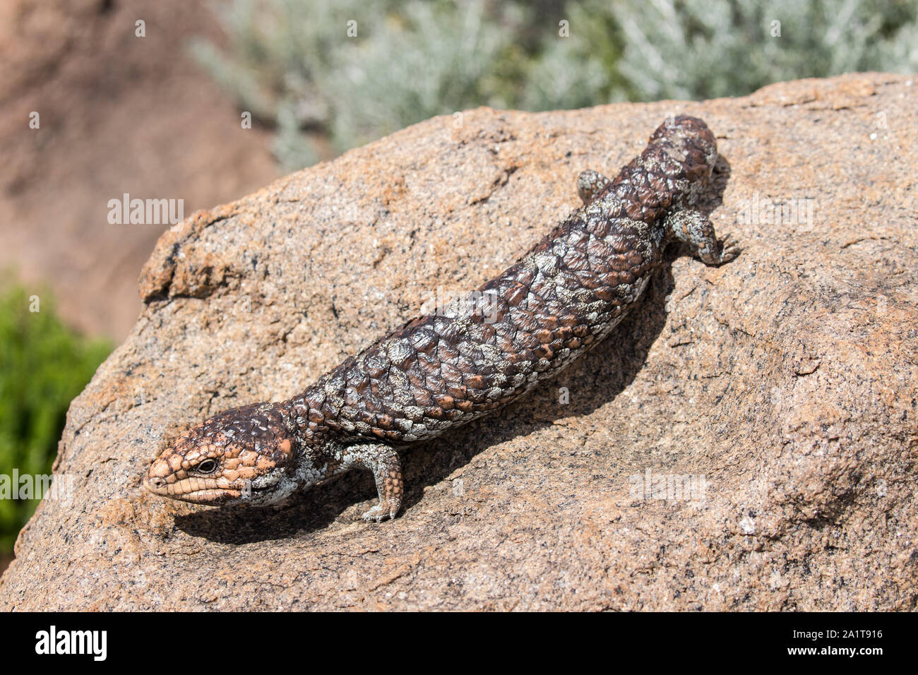 Shingleback Eidechse Stockfoto