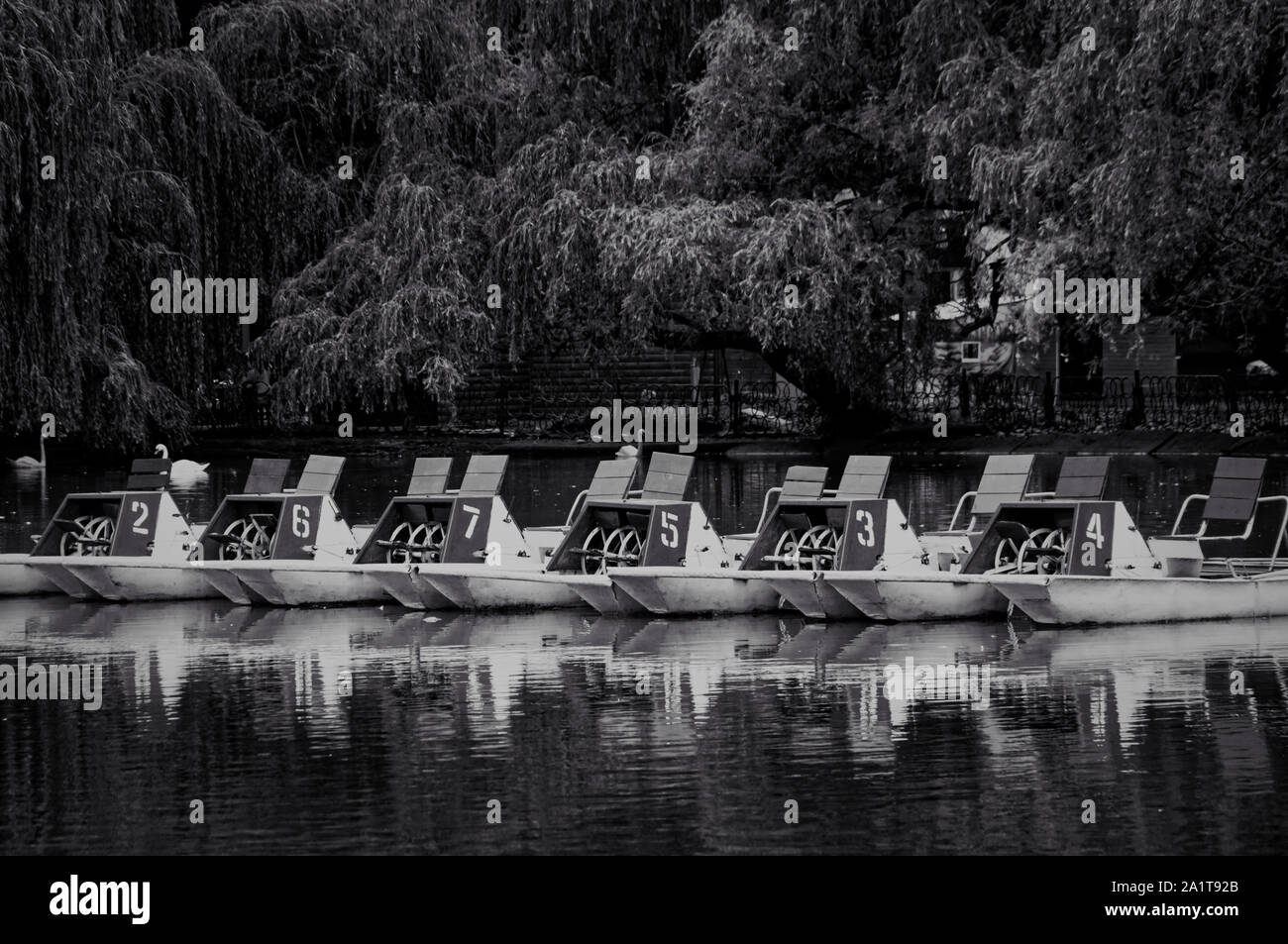 Linie der Katamarane mit weißen nimbers auf roten Teil der Einrichtungen auf dem Wasser von einem alten Park Teich umgeben von grünen Bäumen Stockfoto