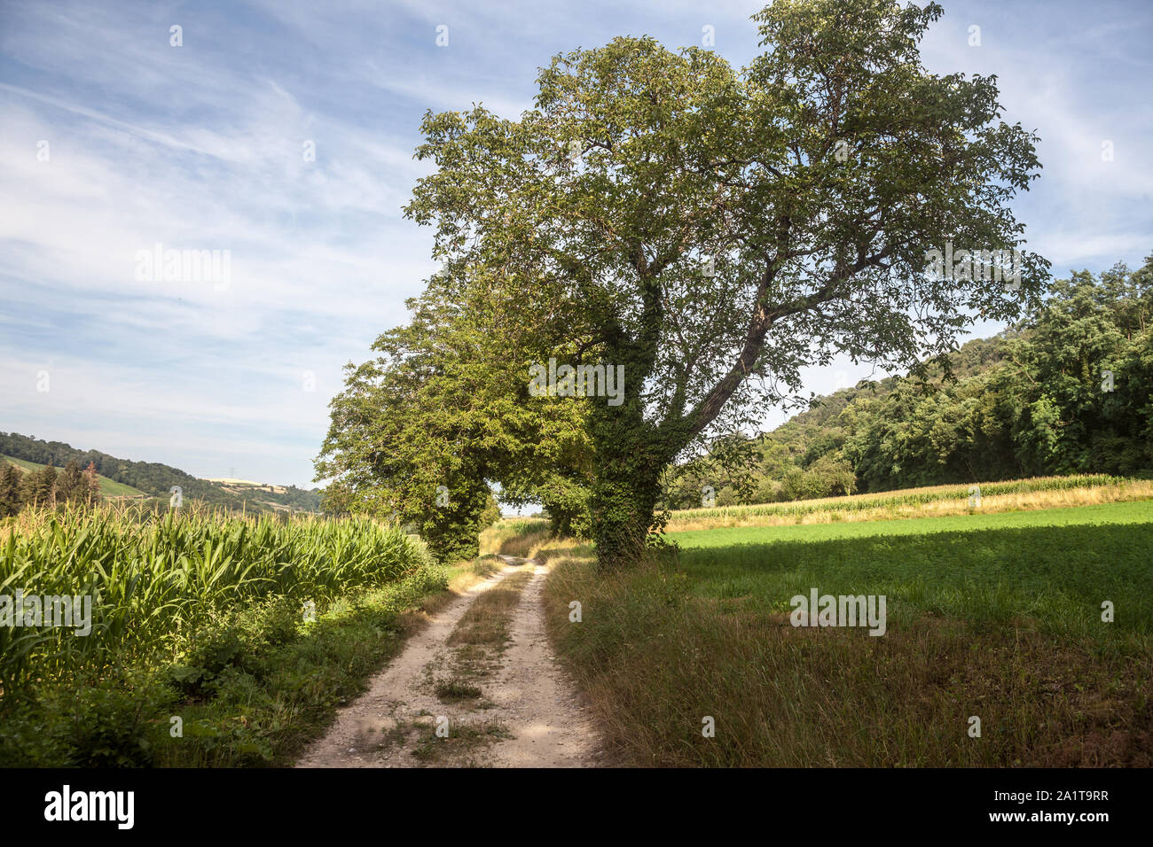 Typisch französische dirt road, einen Weg in die Landschaft von Frankreich, mit Pflanzen und Felder bereit, in einem landwirtschaftlich genutzten Gebiet des Landes duri geerntet zu werden. Stockfoto