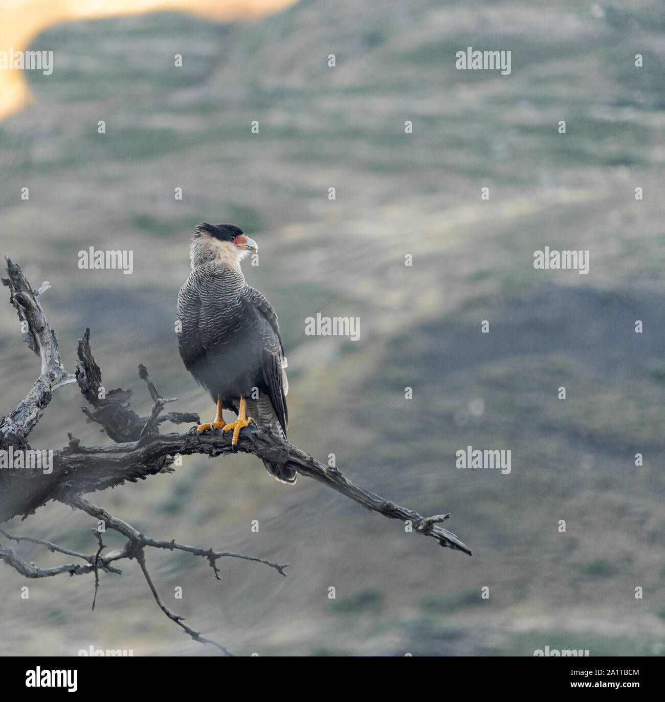 Karakara thront auf einem toten Baum bei Torres del Paine Nationalpark, Chile Stockfoto