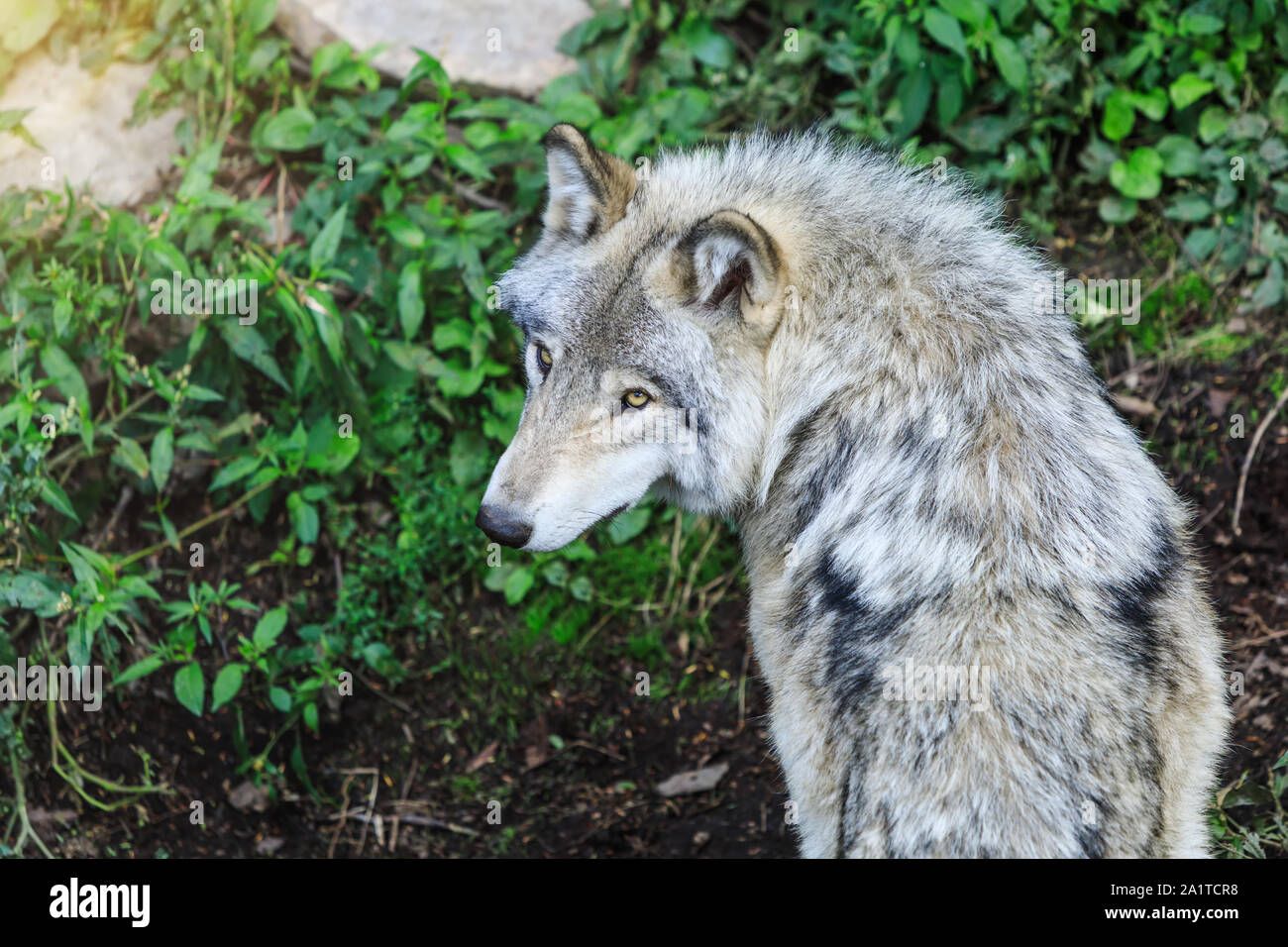 Schönen grauen Wolf läuft, im Wald Hintergrund. In der Nähe der natürlichen Umwelt zu Wolf. Nahaufnahme, Porträt der Timber Wolf in der kanadischen Wald Stockfoto