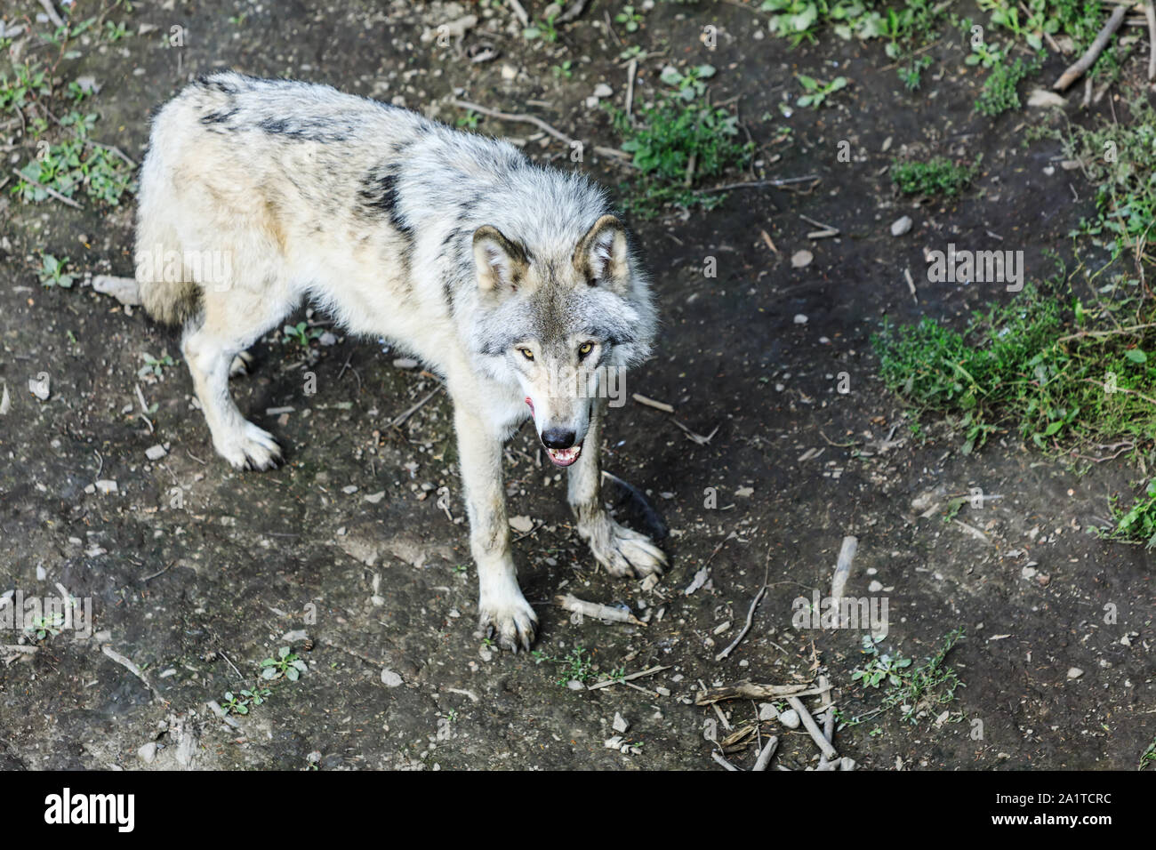 Echte graue Wolf läuft, im Wald Hintergrund. In der Nähe der natürlichen Umwelt zu Wolf. Nahaufnahme, Porträt der Timber Wolf in der kanadischen Wald duri Stockfoto