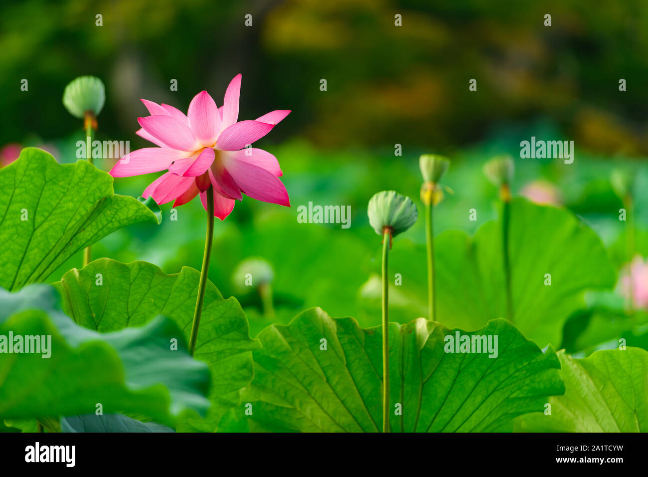 Wunderschöne Lotus Blume in voller Blüte von Lotus Samen umgeben. Stockfoto