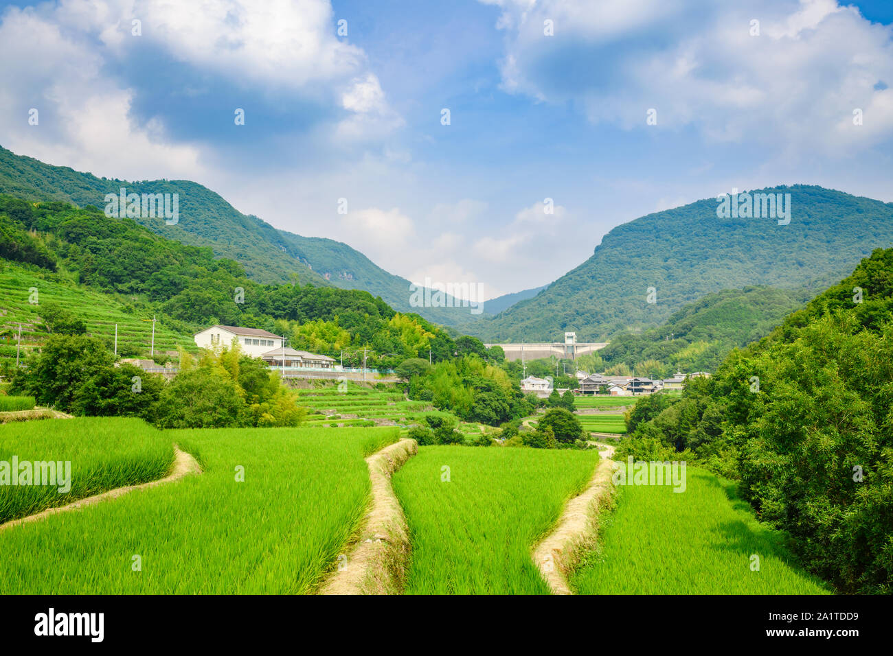 Landwirtschaftliche Reis terrasse Reisfelder, Nakayama auf Shodoshima Senmaida, Insel, Kagawa, Japan. Stockfoto