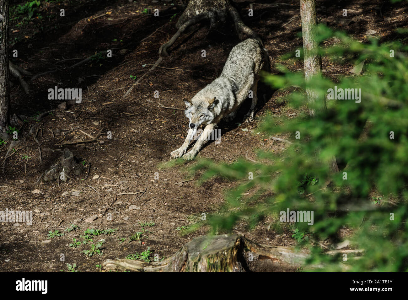 Wolf in einer entspannten Position, im Wald Hintergrund. In der Nähe von Wolf ruht in natürlicher Umgebung. Nahaufnahme, Porträt der Timber Wolf in der Kanadischen Stockfoto
