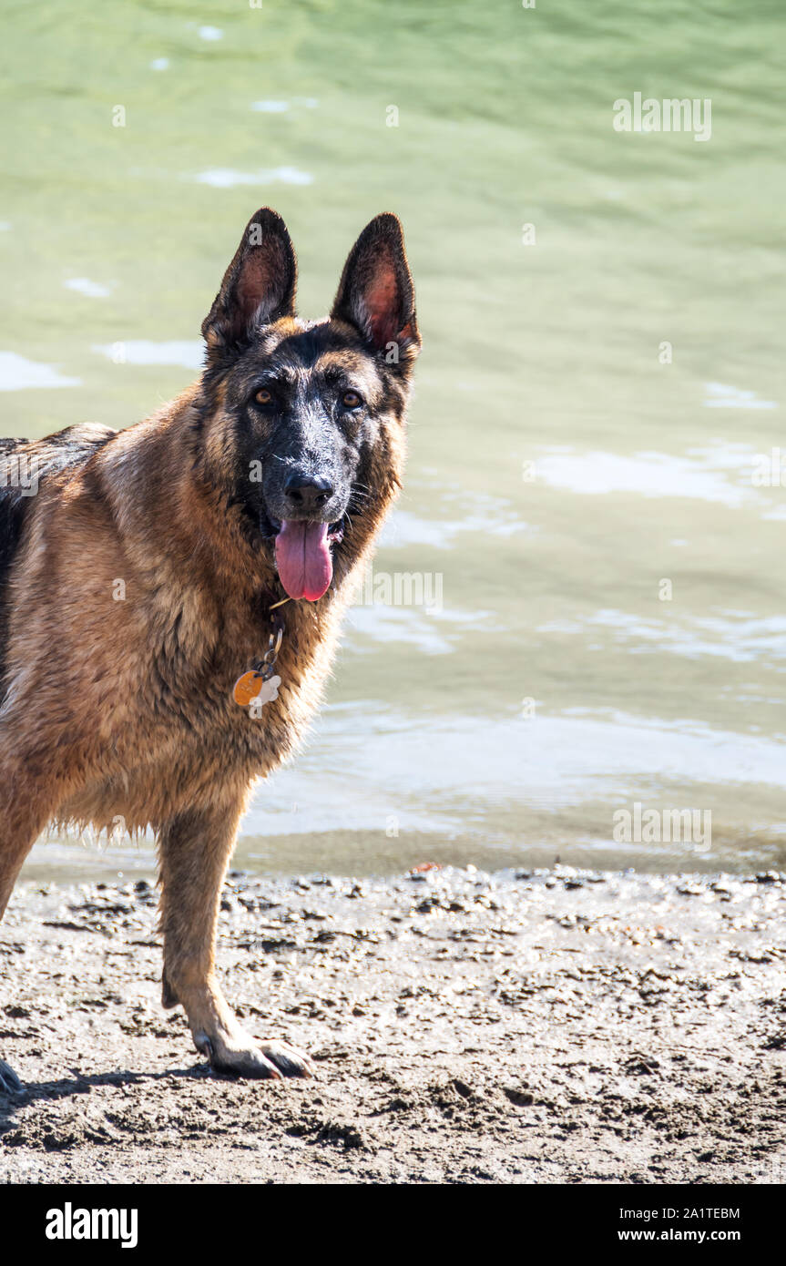 bh Enrich ketcher Alert Nass Deutscher Schäferhund Spaß am Hund schwimmen Howarth Park.  Portrait auf See im Schlamm Stockfotografie - Alamy