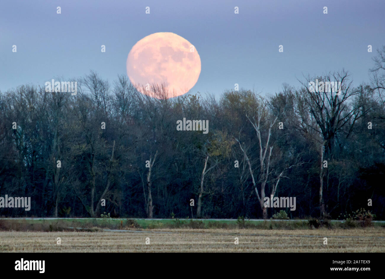Ein voller Mond erhebt sich über der Baumgrenze und eine gerechte cut Maisfeld, im ländlichen Indiana USA Stockfoto