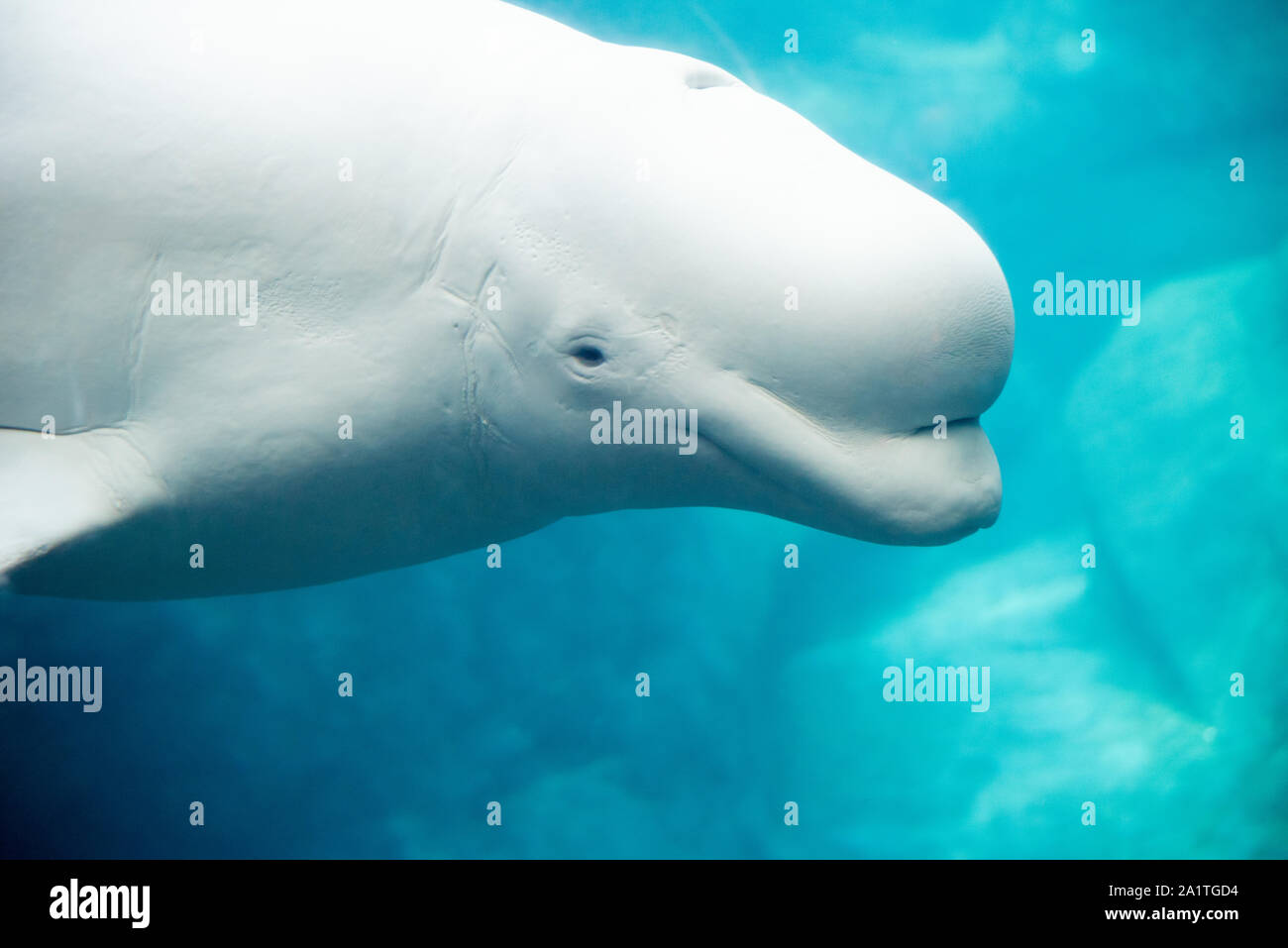 Beluga whale (Delphinapterus leucas) am Georgia Aquarium in der Innenstadt von Atlanta, Georgia. (USA) Stockfoto