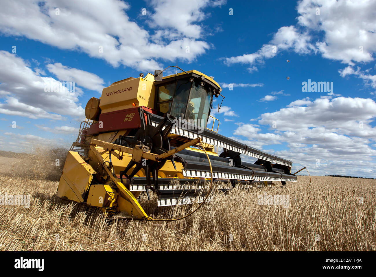 Ein Landwirt erntet ein broadacre paddock von Weizen mit einem New Holland Feldhäcksler mit Kringin im Bundesstaat South Australia in Australien. Stockfoto