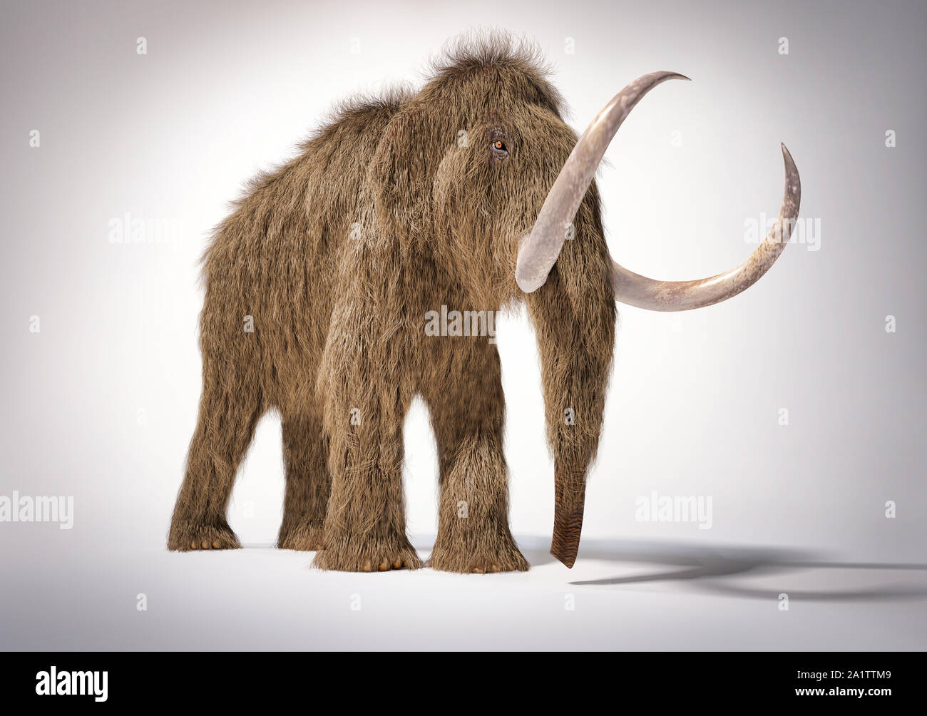 Woolly mammoth realistische 3D-Darstellung aus der Perspektive gesehen. Auf weißem Hintergrund mit Schatten fiel. Stockfoto
