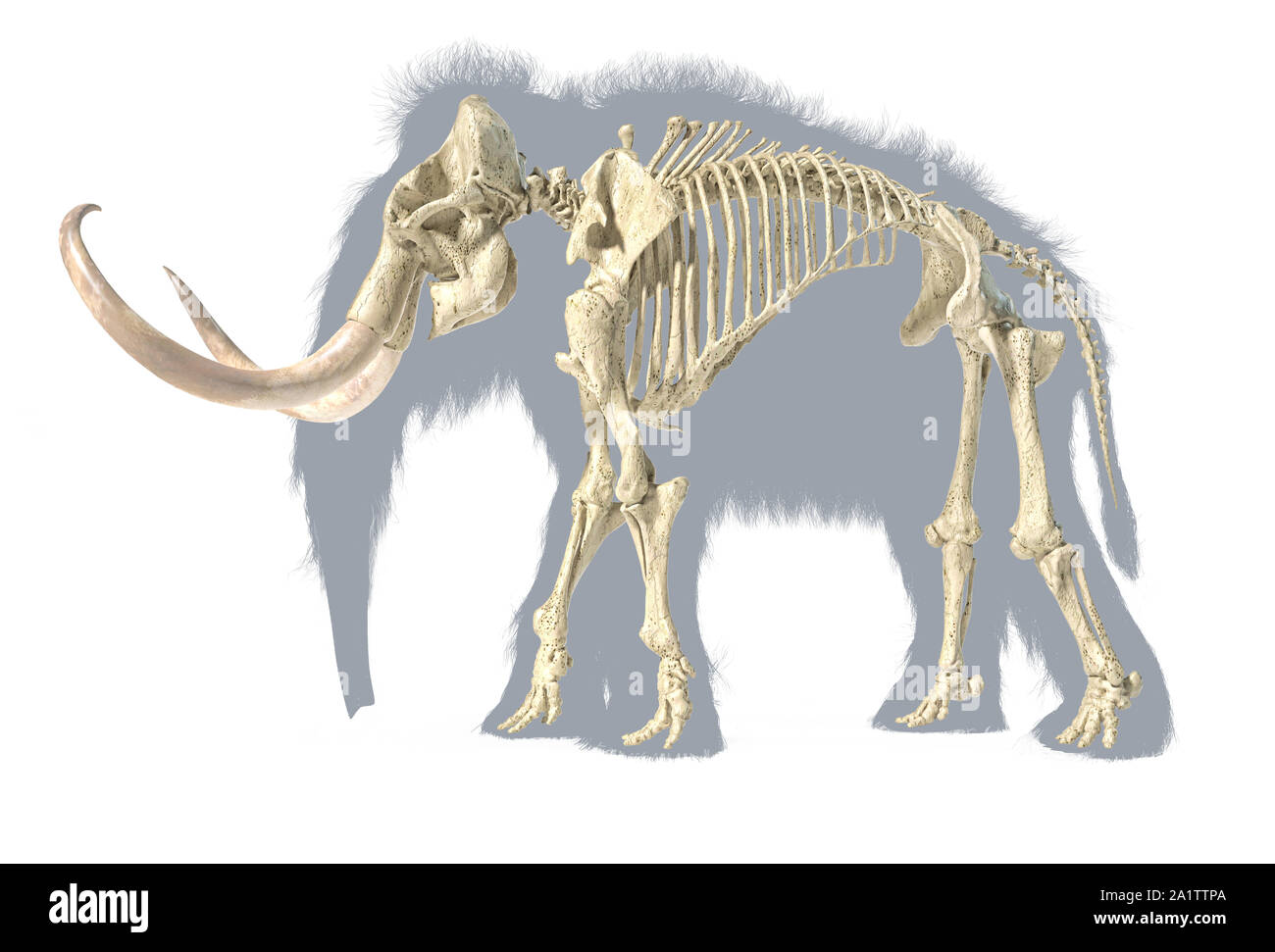 Woolly mammoth Skelett, realistische 3D-Illustration, gesehen von der Seite. Auf weißem Hintergrund mit Körper grau Silhouette. Stockfoto