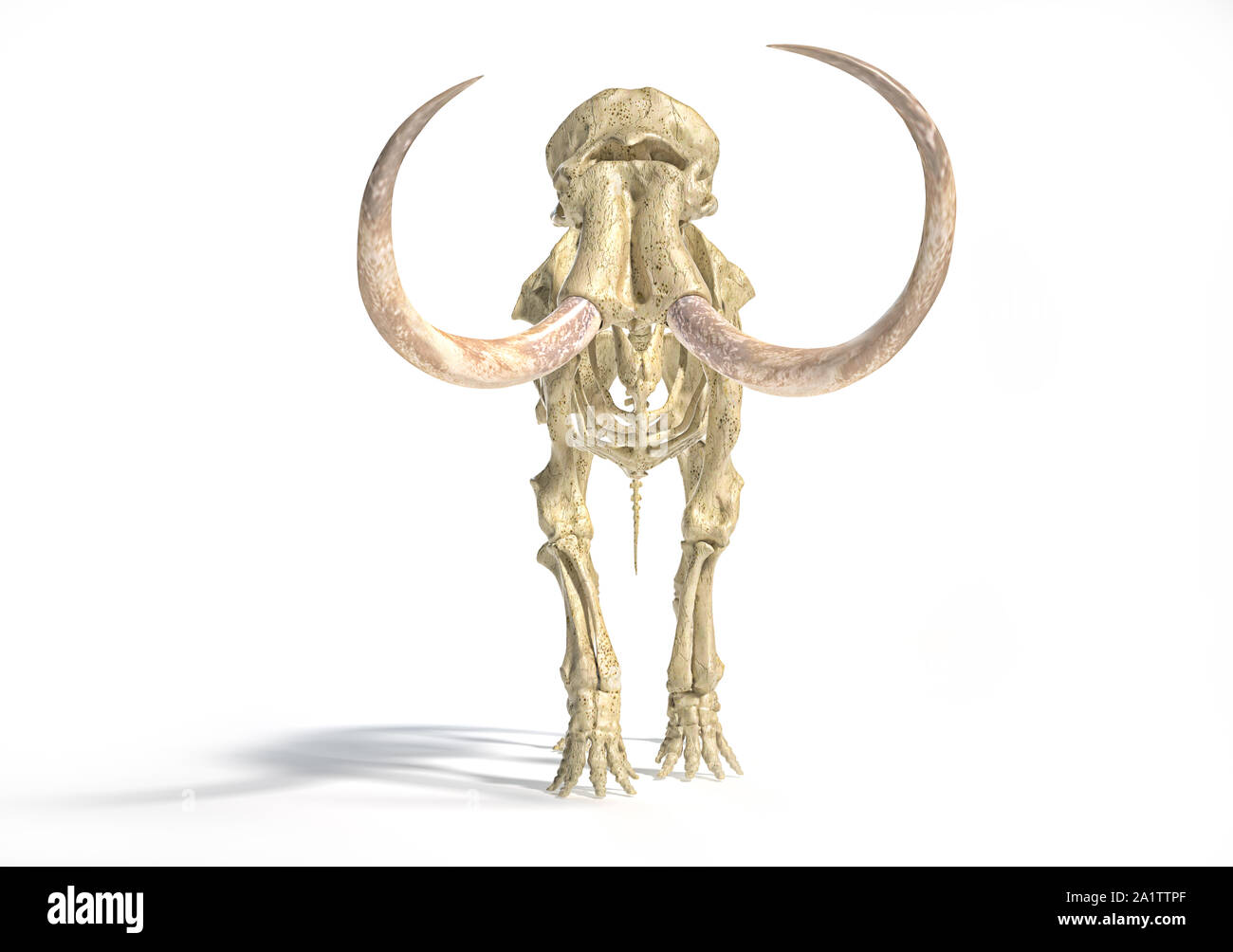 Woolly mammoth Skelett, realistische 3D-Illustration, gesehen von der Vorderseite. Auf weissem Hintergrund und ließ Schatten. Stockfoto