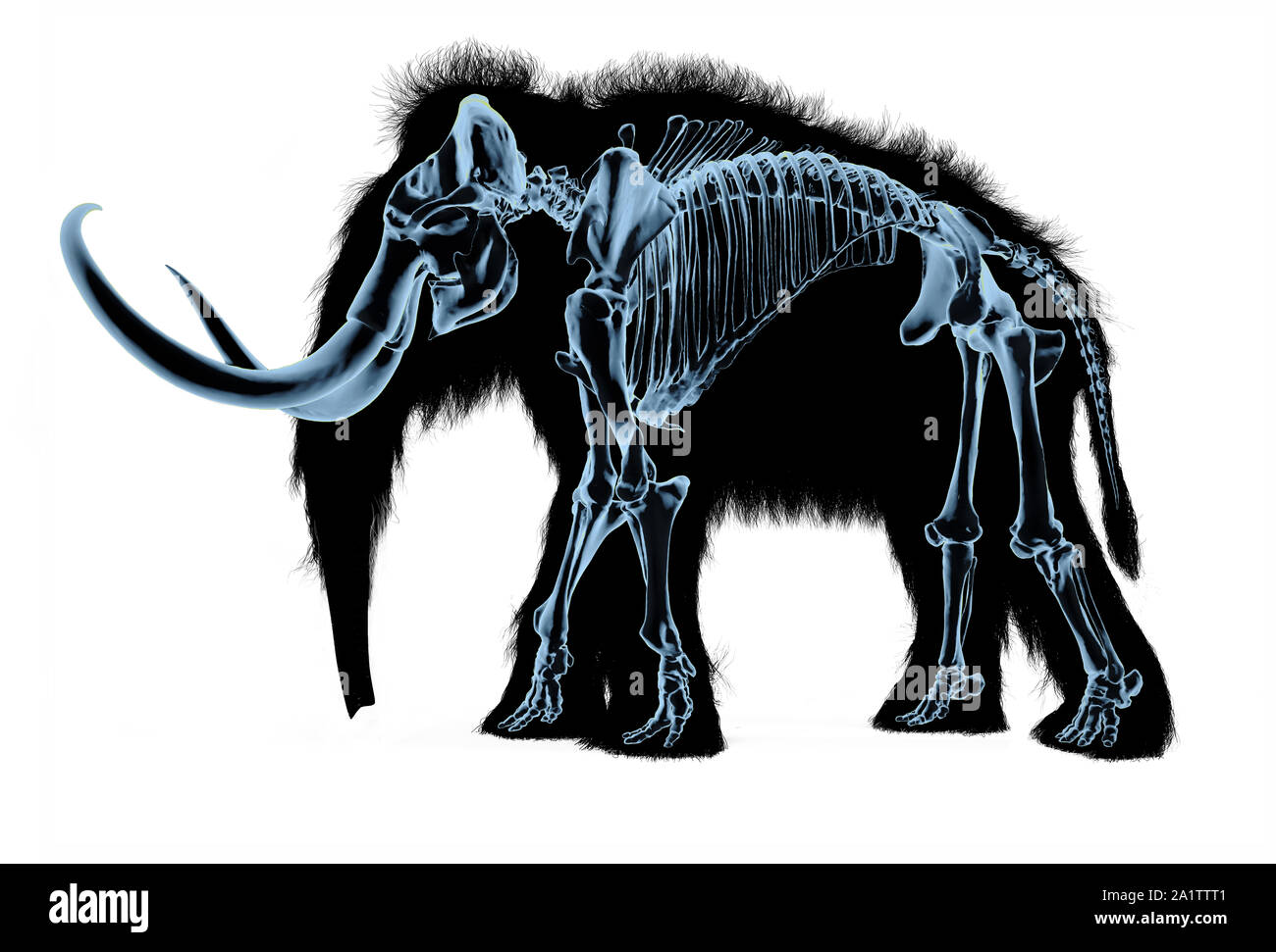 Woolly mammoth Skelett, x-ray Effect. Auf schwarzer Körper Silhouette und weißen Hintergrund. Stockfoto