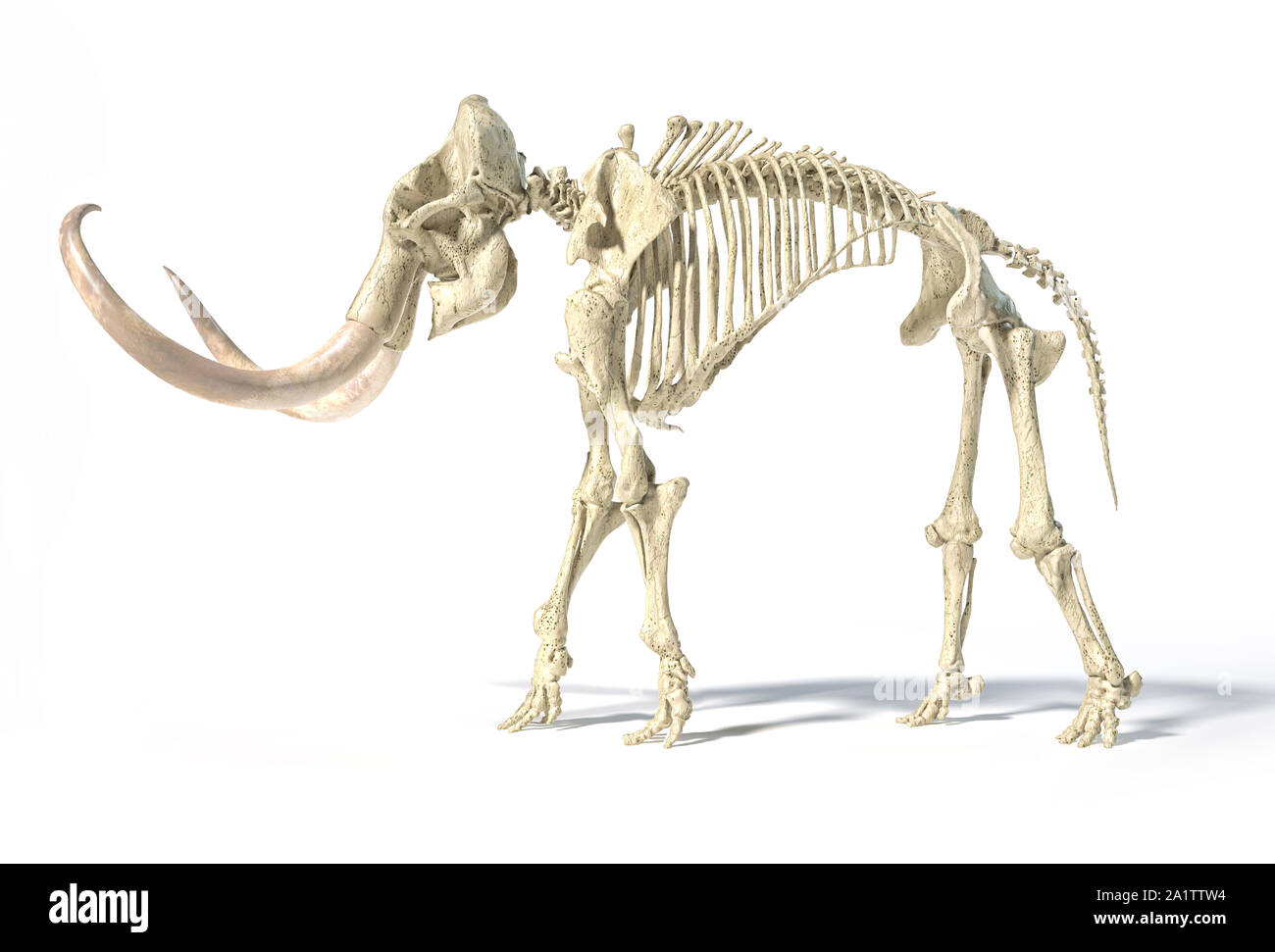 Woolly mammoth Skelett, realistische 3D-Illustration, gesehen von der Seite. Auf weissem Hintergrund und ließ Schatten. Stockfoto