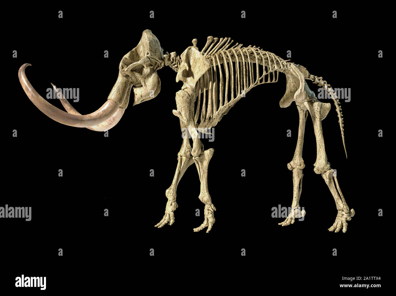 Woolly mammoth Skelett, realistische 3D-Illustration, gesehen von der Seite. Auf schwarzem Hintergrund. Stockfoto