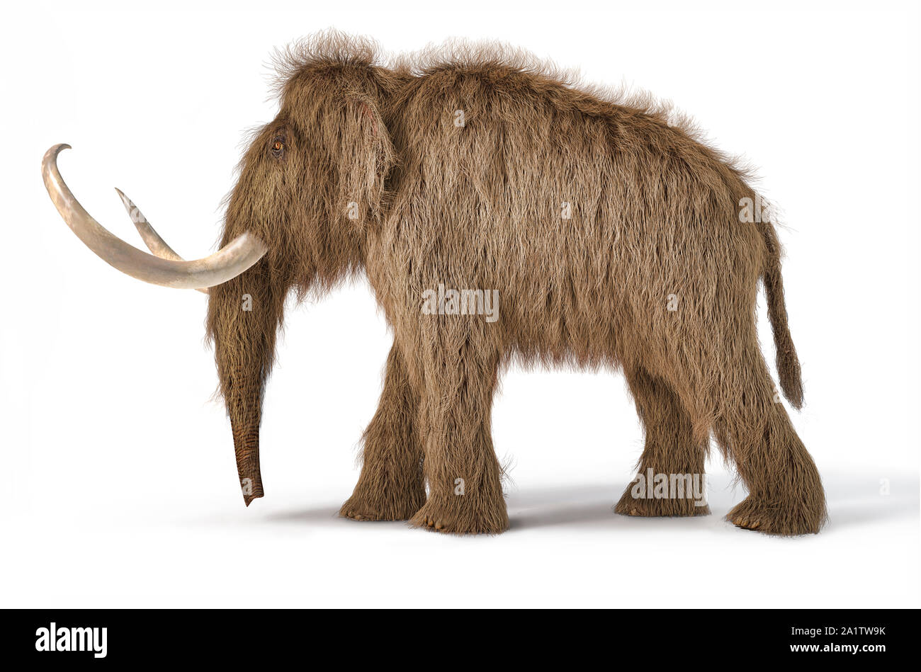 Woolly mammoth realistische 3D-Darstellung von einer Seite gesehen. Auf weißem Hintergrund mit Schatten fiel. Stockfoto