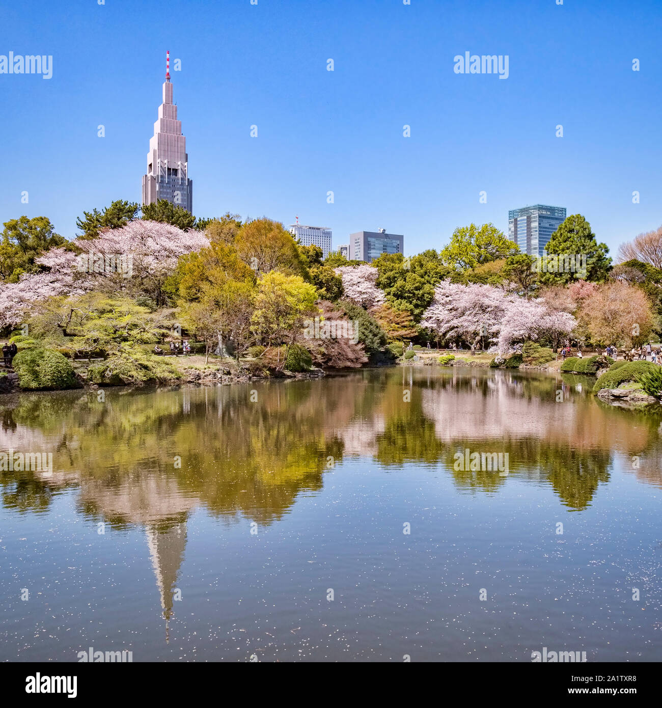 4. April 2019: Tokyo, Japan - Cherry Blossom und Shinjuku Gebäude in der See in Shinjuku Gyoen National Garten, Tokio wider. Stockfoto