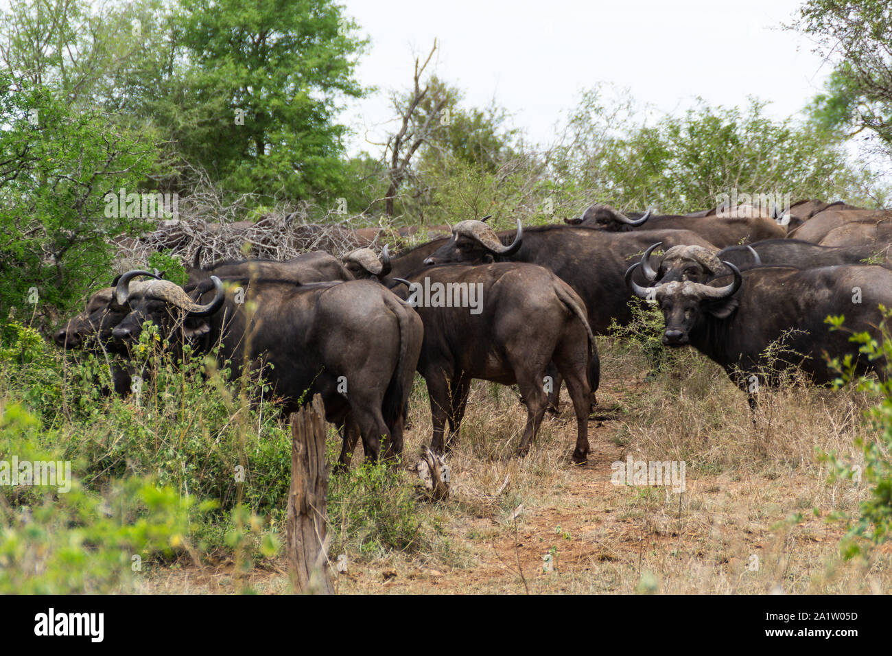 Kruger National Park - Herde Buffalos Stockfoto