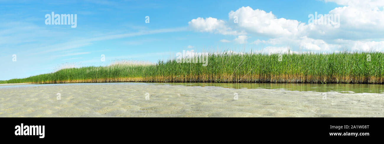 Ostsee Schilf entlang der Bank - Panorama Stockfoto