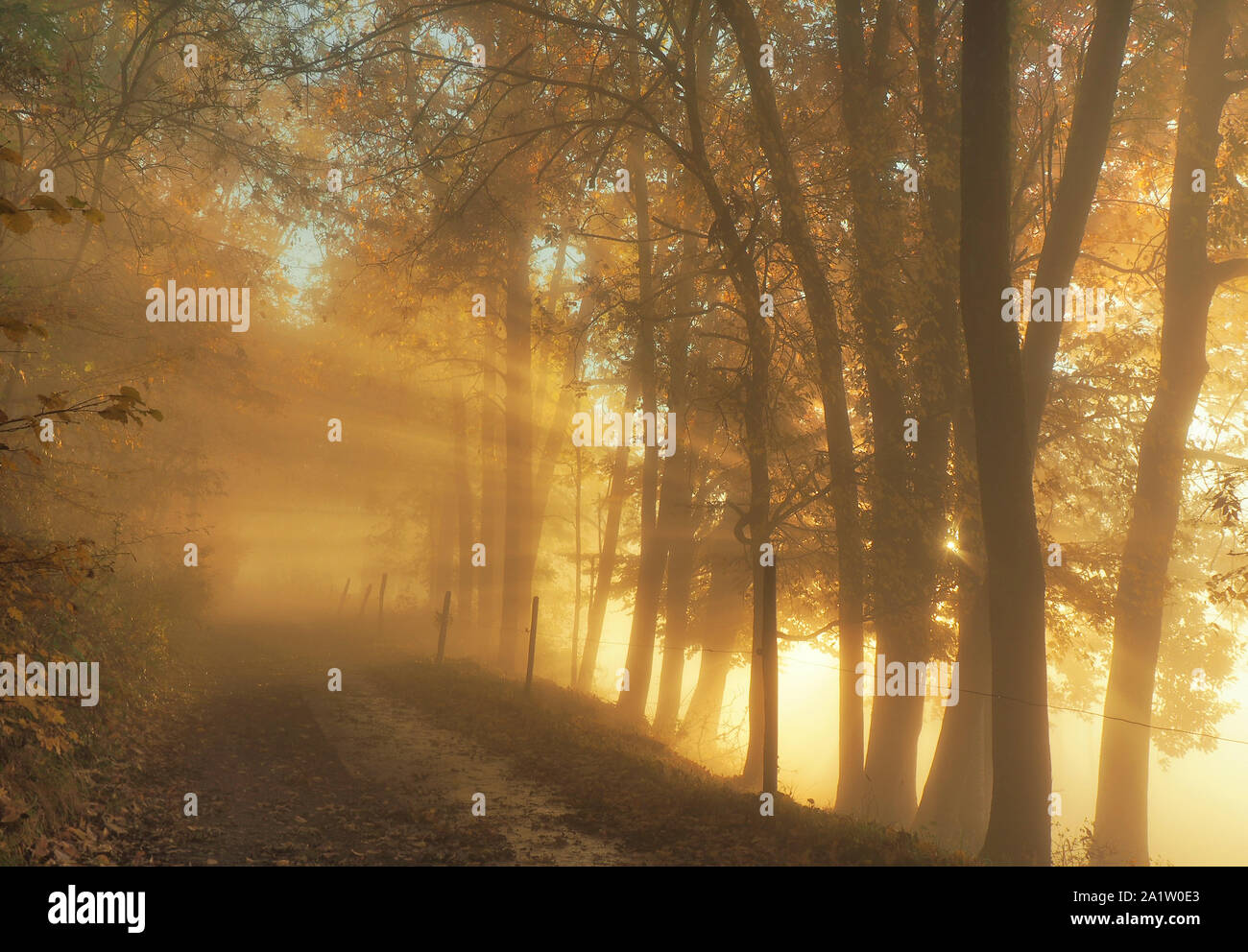Schwarzwald im Herbst - Abend Sonne scheint durch die Bäume Stockfoto