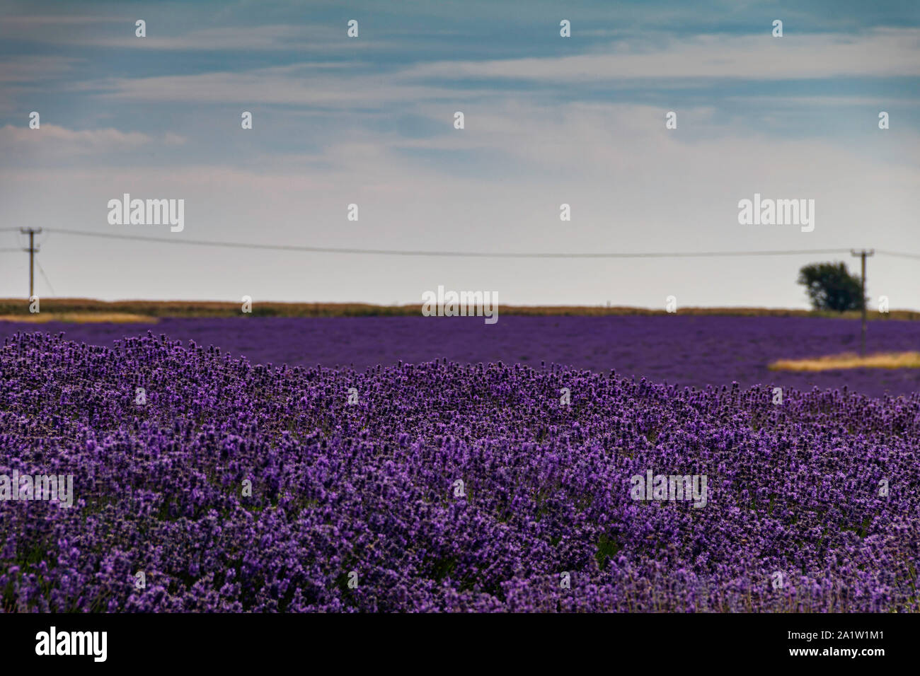 Bereich der Lavendel Stockfoto