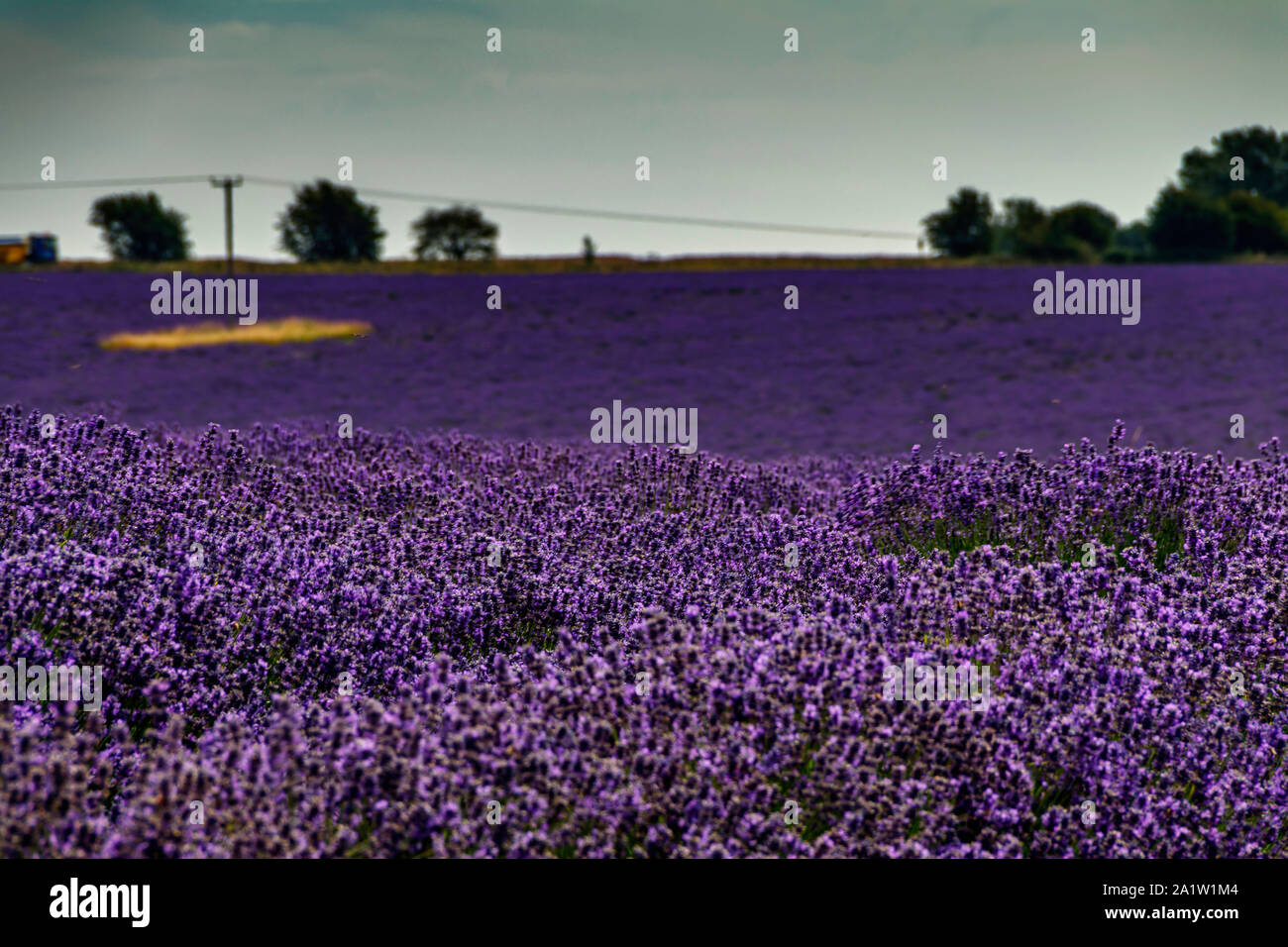 Bereich der Lavendel Stockfoto