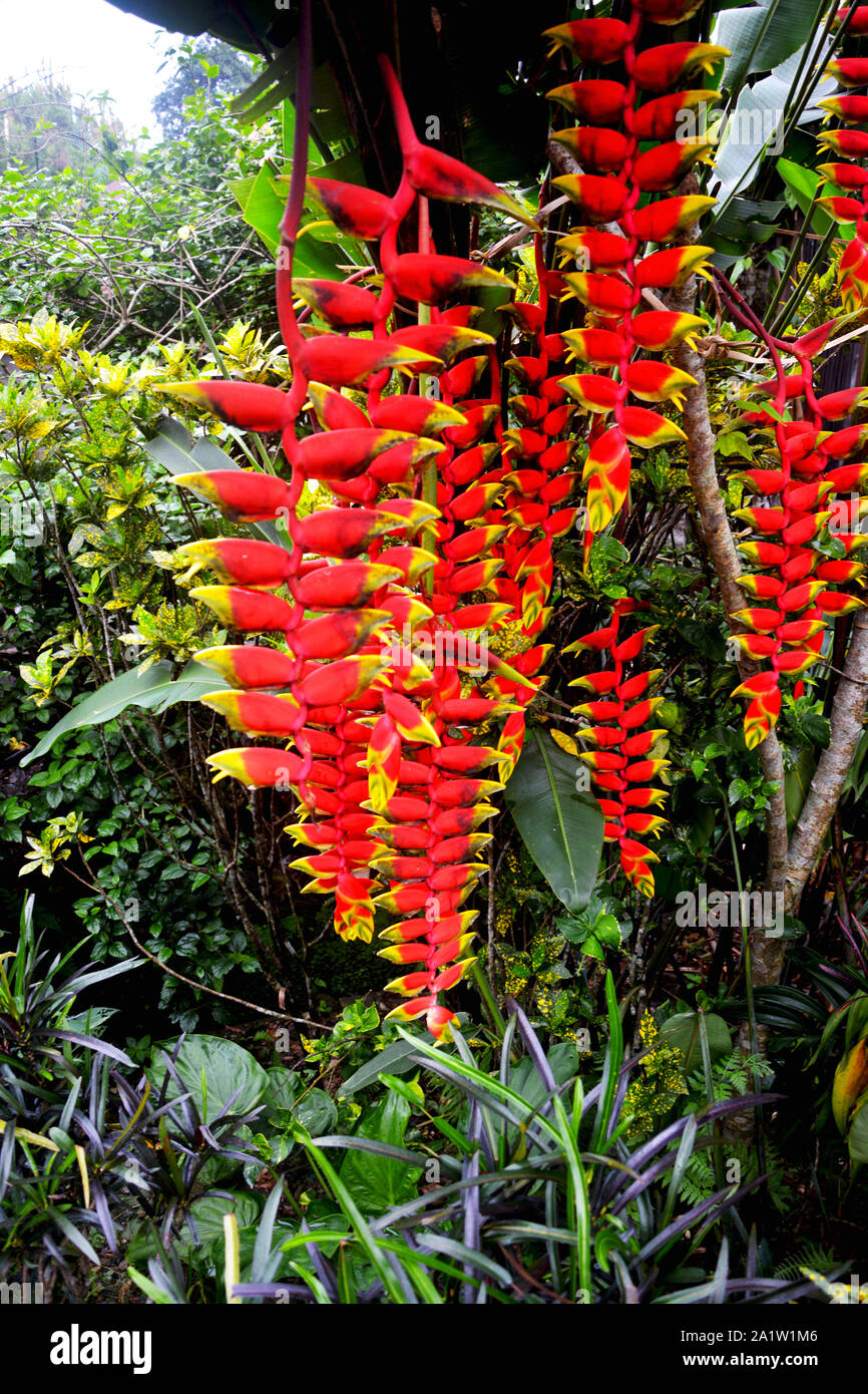 Nahaufnahme von Heliconia Rostrata (Lobster Claw Heliconia) Blumen in Gelb und Rot Farbe hängenden eigenen aus dem Werk in Mawlynnong Dorf Shillong Stockfoto