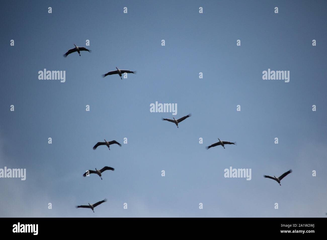 Migration Kraniche (Grus Grus) in eine umgekehrte V-förmige Herde in den Himmel über Recklinghausen, Deutschland Stockfoto