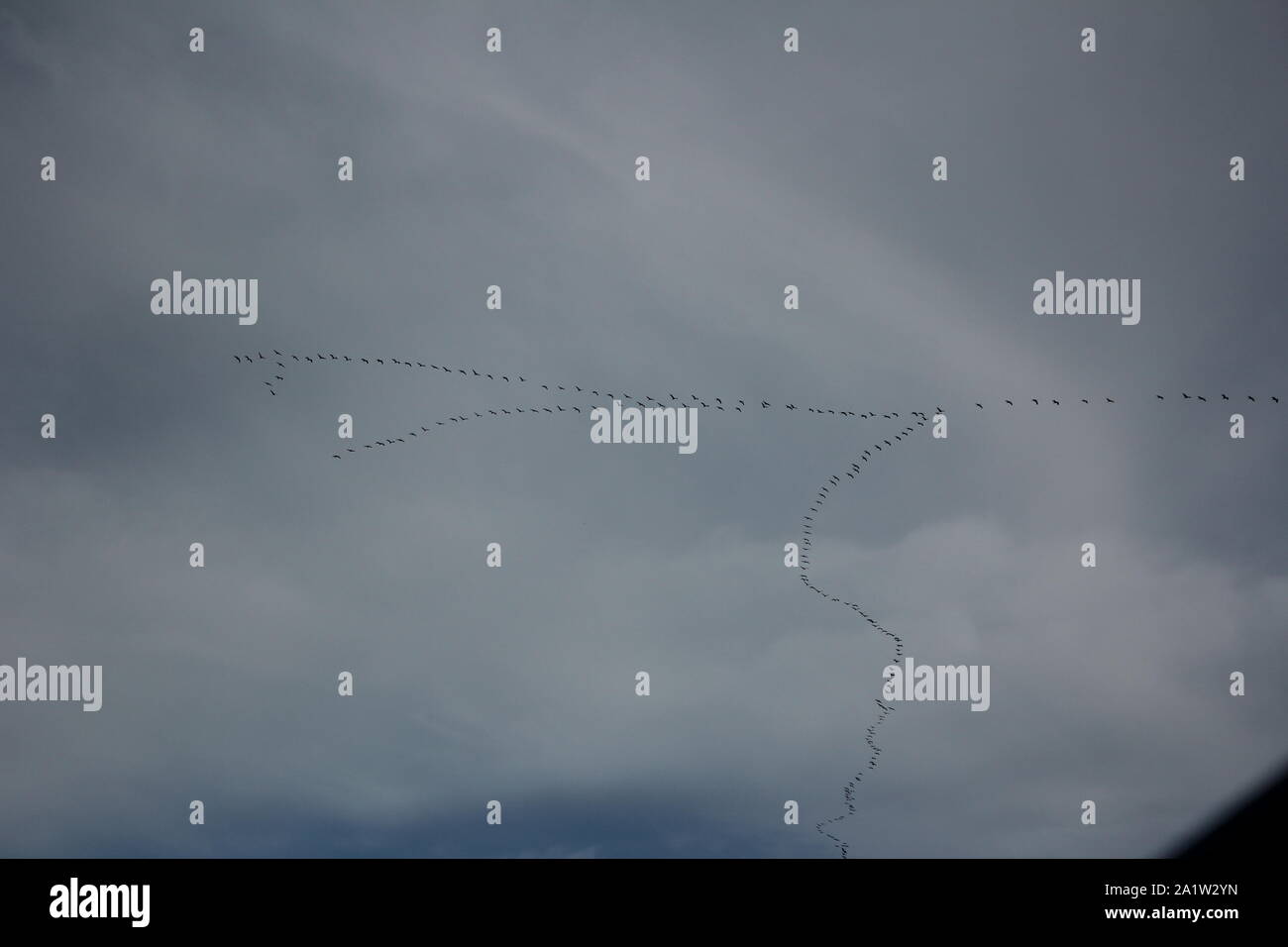 Eine große Herde von Migration Kraniche (Grus Grus) im Himmel über Recklinghausen, Deutschland Stockfoto