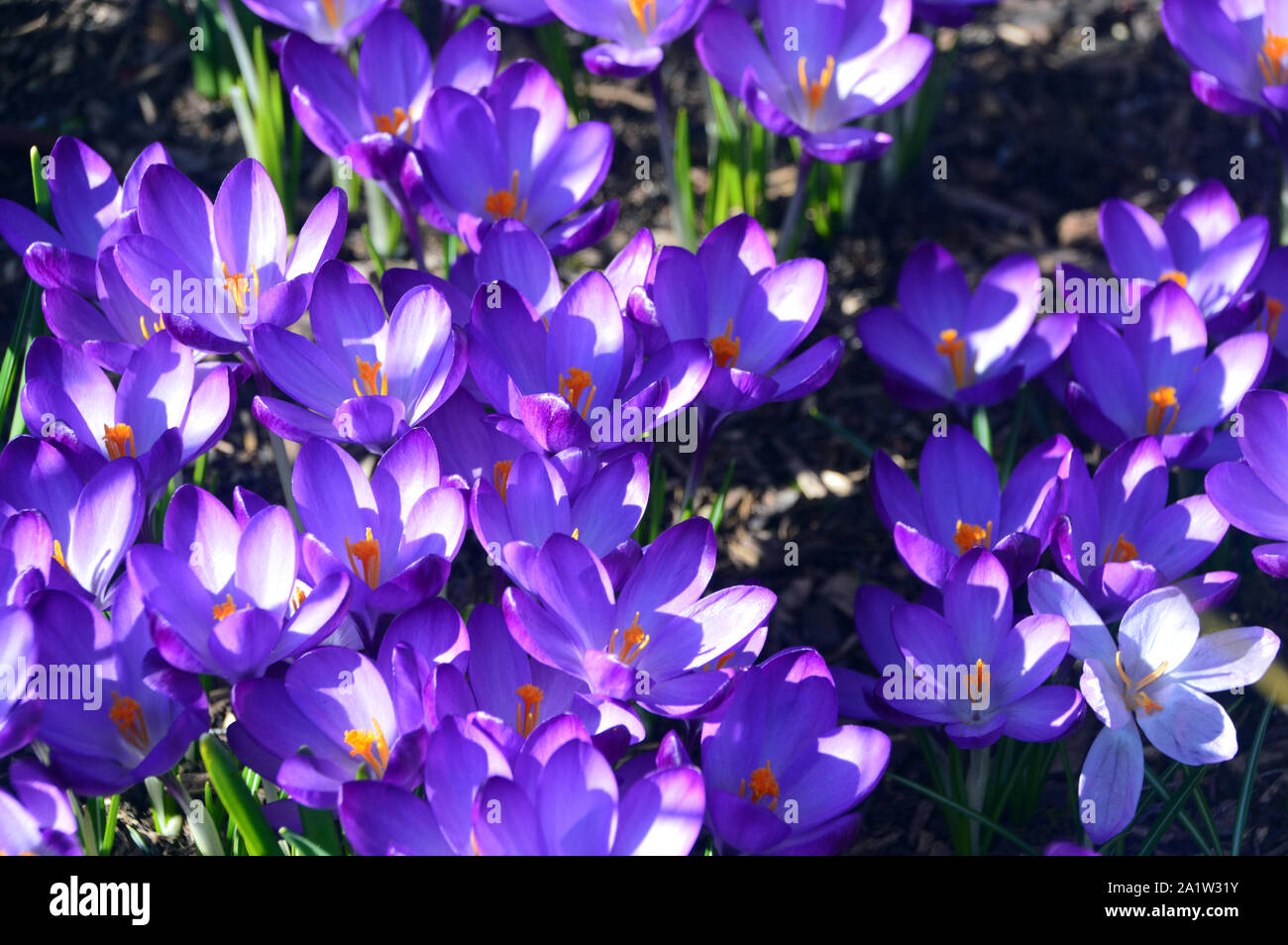 Lavendel/Blau Crocus 'Grand Maitre" Blumen in einer Grenze wächst im RHS Garden Harlow Carr, Harrogate, Yorkshire. England, UK. Stockfoto