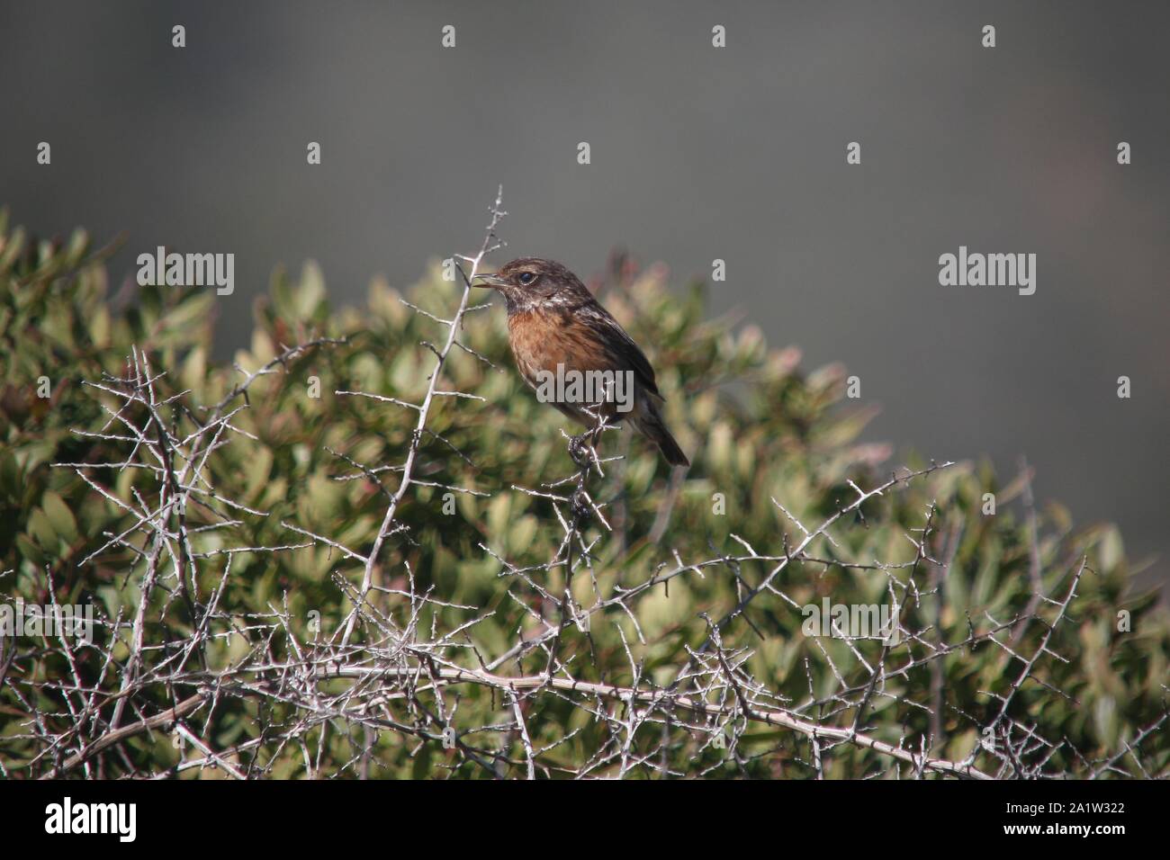 Schwarzkehlchen (Saxicola torquata) bei Boca do Rio, Algarve, Portugal Stockfoto