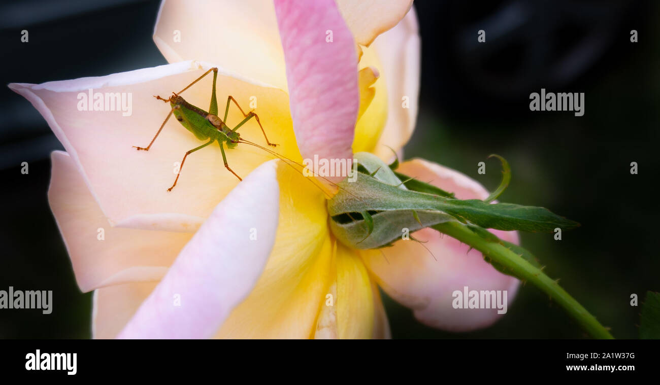 Eine grüne Heuschrecke auf eine rose flower Head-up schließen Stockfoto