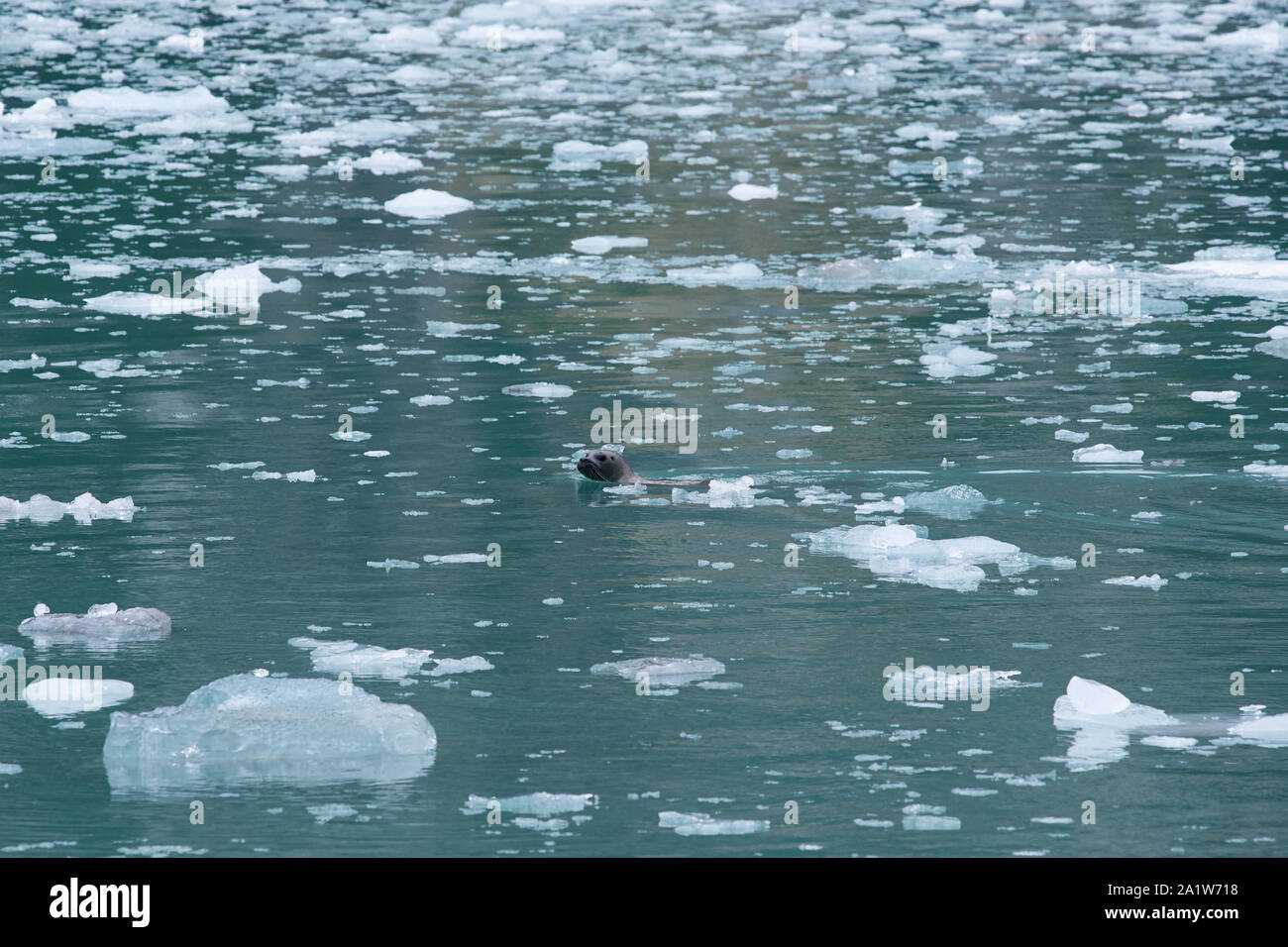 Eine Dichtung schwimmt zwischen kleinen Stücke Eis schwimmt auf der nordwestliche Fjord Stockfoto