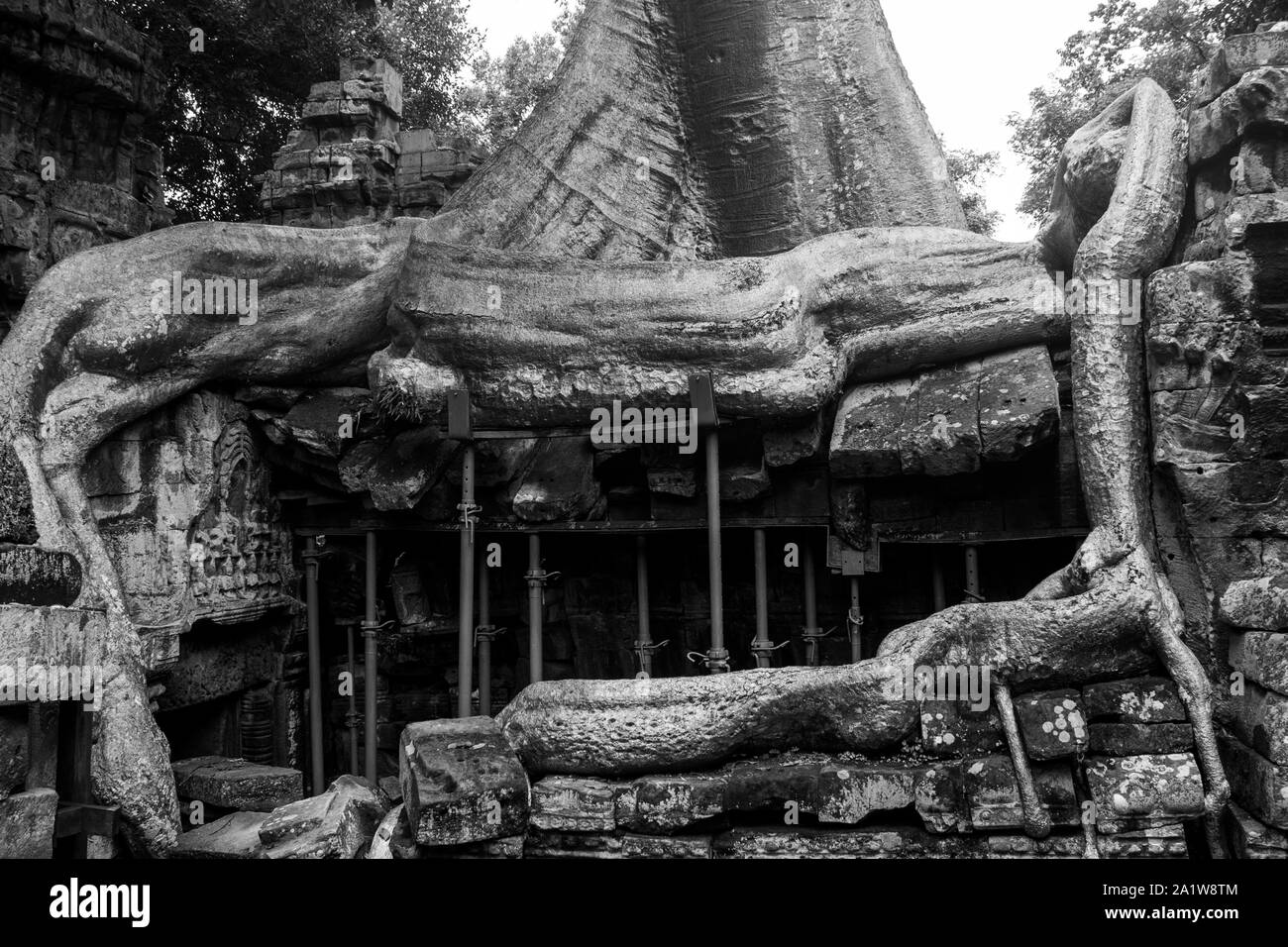 Tolle Bäume am Ta Prohm Tempel; Kambodscha Stockfoto