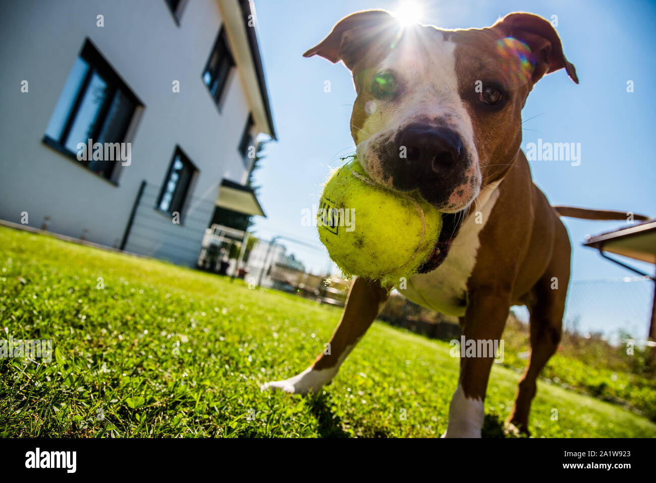 Staffordshire Terrier Amstaff Hund in einen Garten mit Kugel Stockfoto