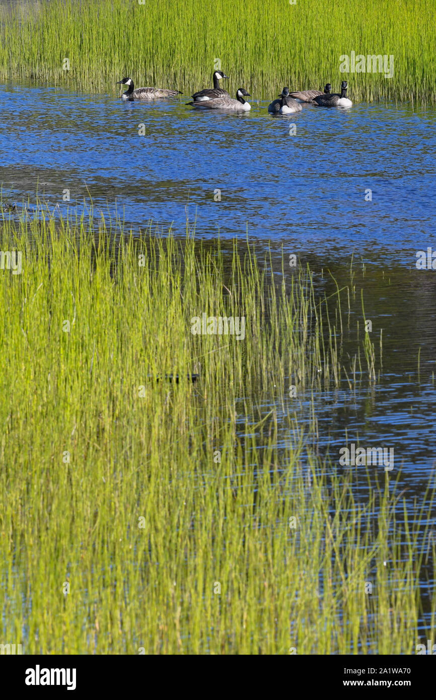 Wild Geese in einem Sumpf, Northern Quebec, Kanada Stockfoto